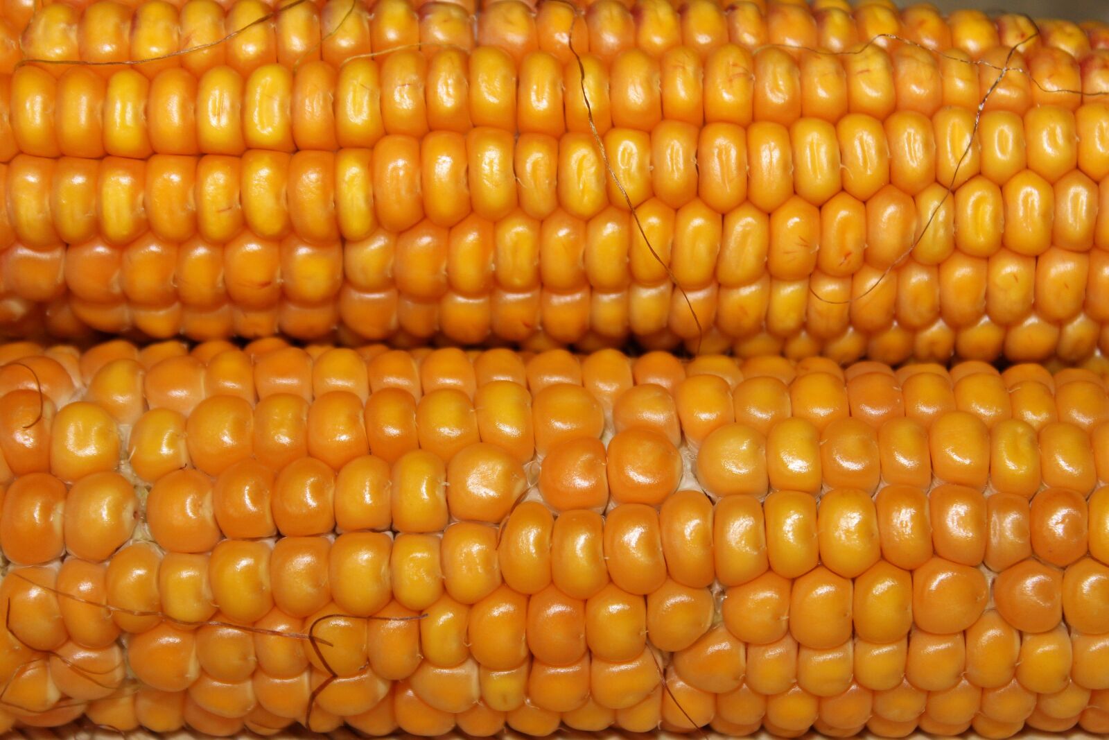 Canon EOS 600D (Rebel EOS T3i / EOS Kiss X5) sample photo. Corn, corn on the photography