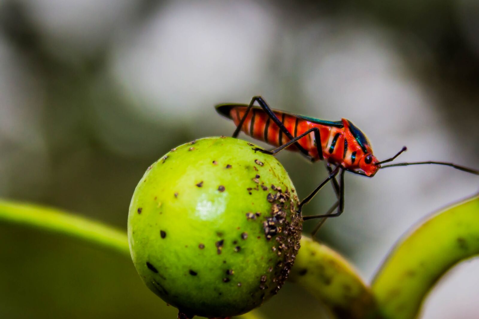 Canon EOS 600D (Rebel EOS T3i / EOS Kiss X5) sample photo. Insect, red, nature photography