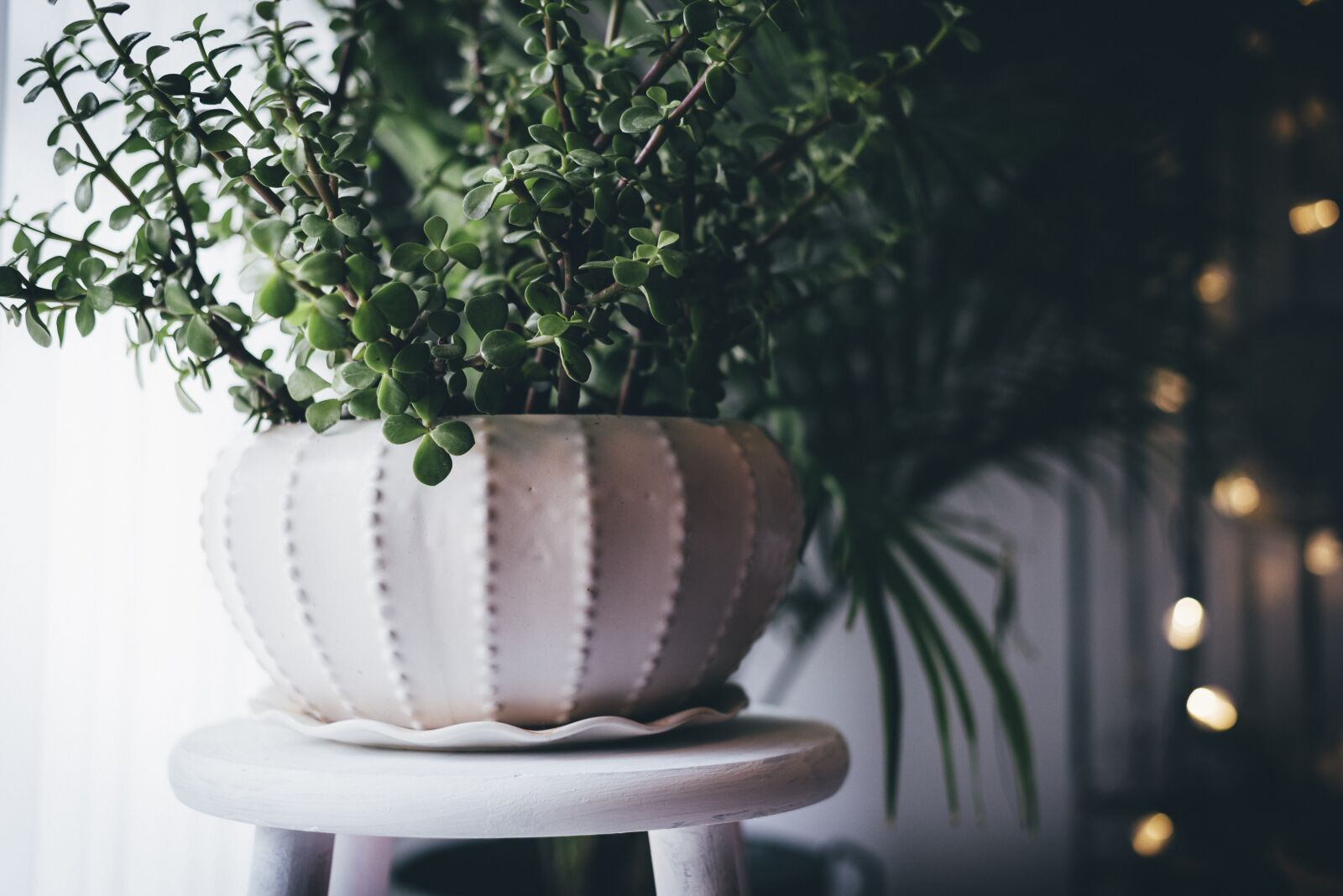 Nikon D750 sample photo. Close-up, decoration, plant photography
