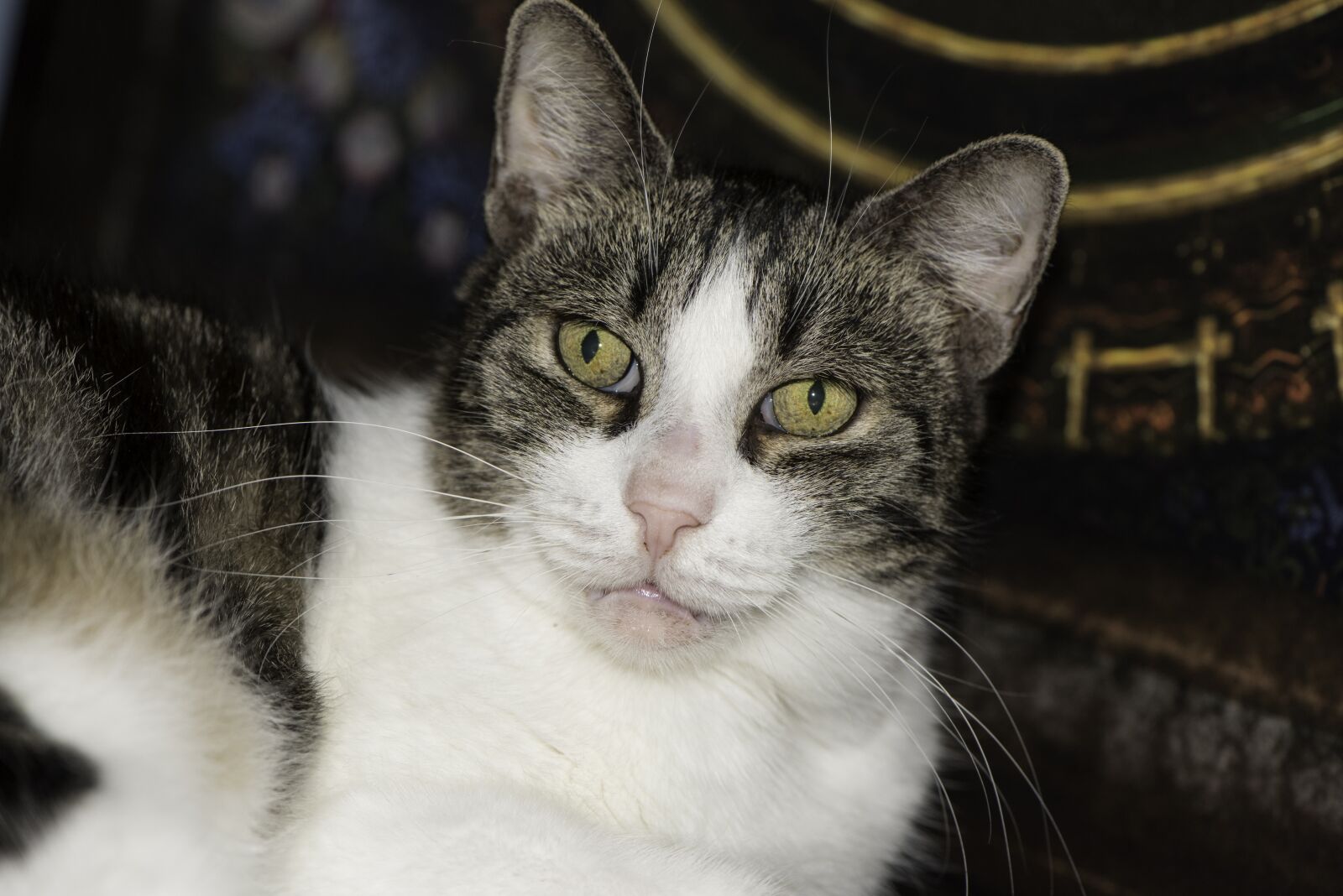 Nikon D750 sample photo. Domestic cat close-up, public photography