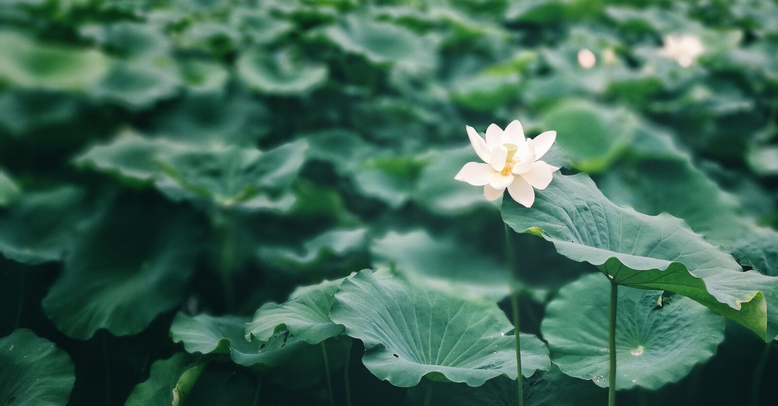 HUAWEI P9 sample photo. Lotus leaf, summer, lotus photography