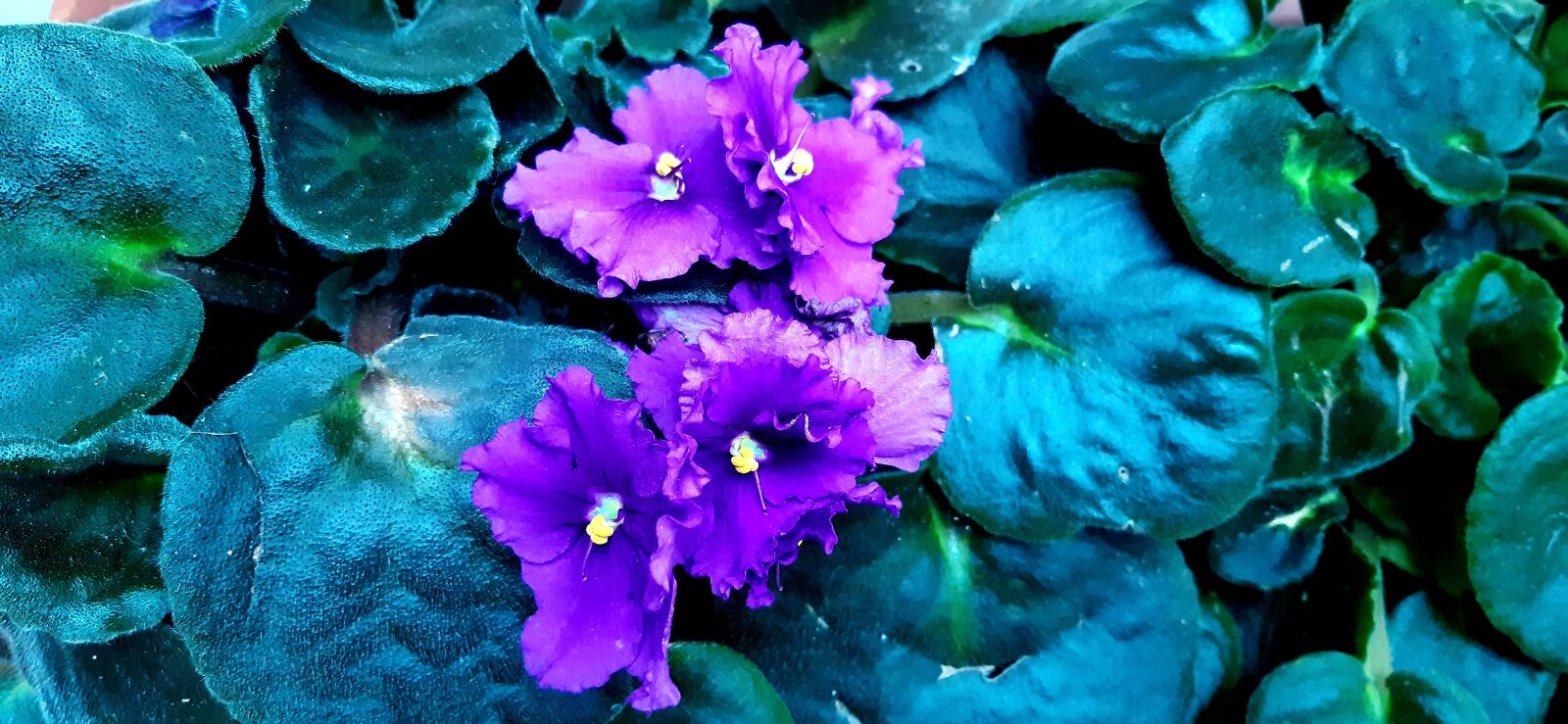 Samsung Galaxy A30 sample photo. Flowers, violets, violets cassette photography
