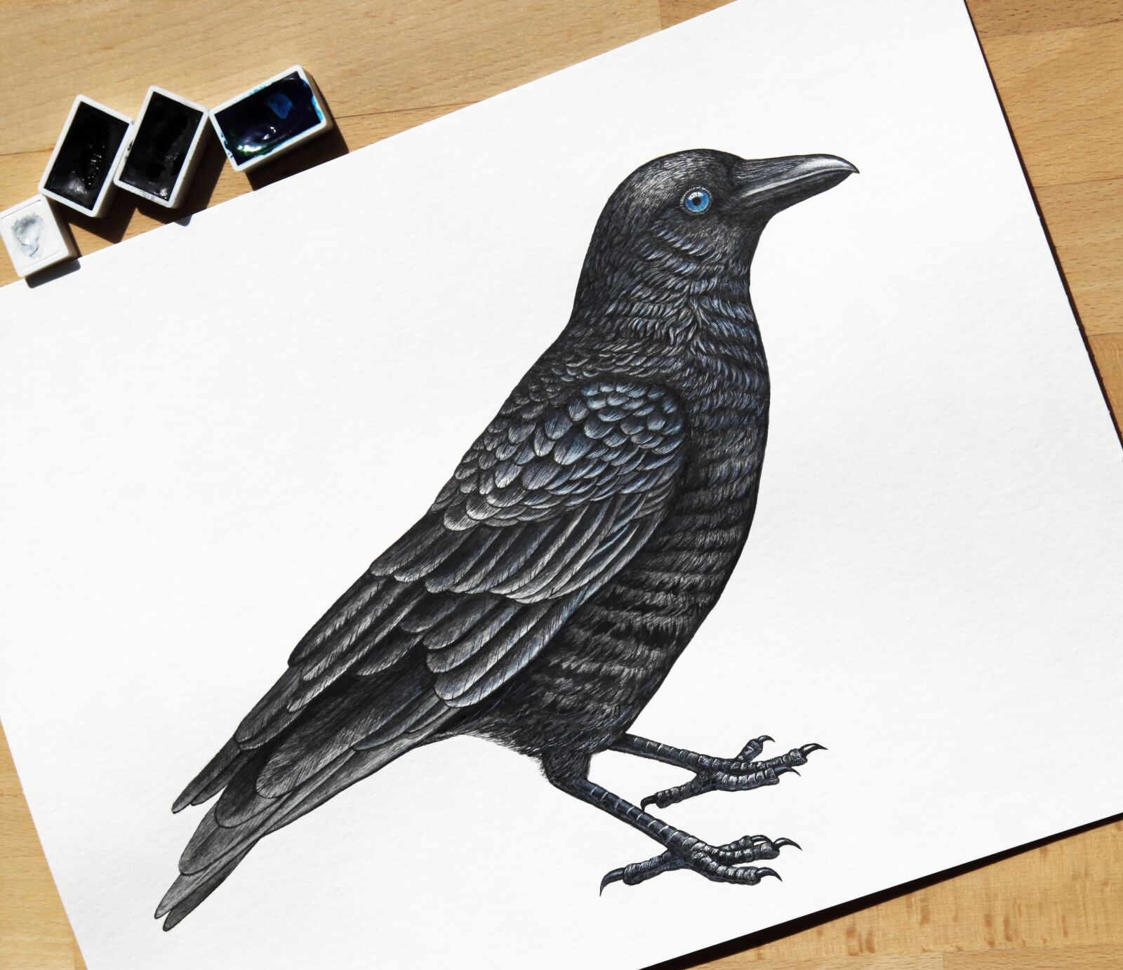 Canon EOS 5D Mark II sample photo. Crow, raven, bird photography