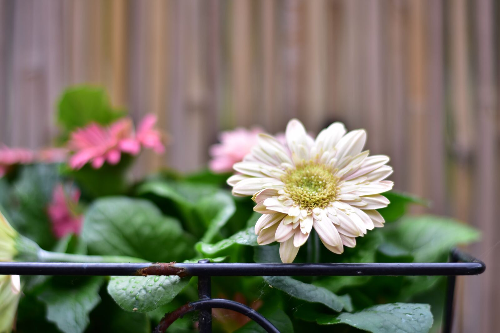 Nikon D7200 sample photo. Postcard, cute, wallpaper photography