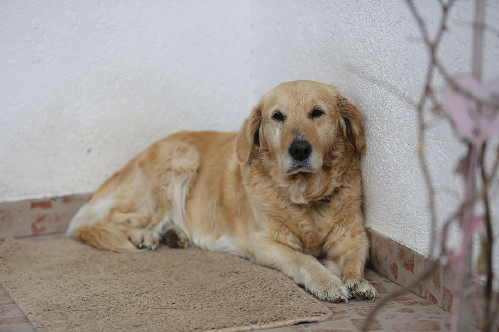 Canon EOS 5D Mark III sample photo. Retriever, dog, golden glow photography
