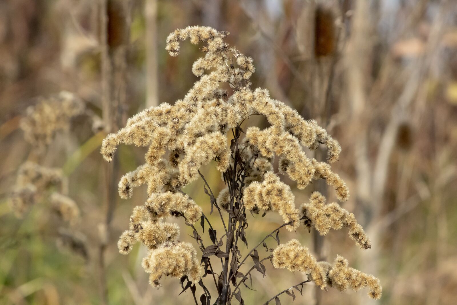 Canon EF75-300mm f/4-5.6 sample photo. Wildflower, goldenrod, meadow flower photography