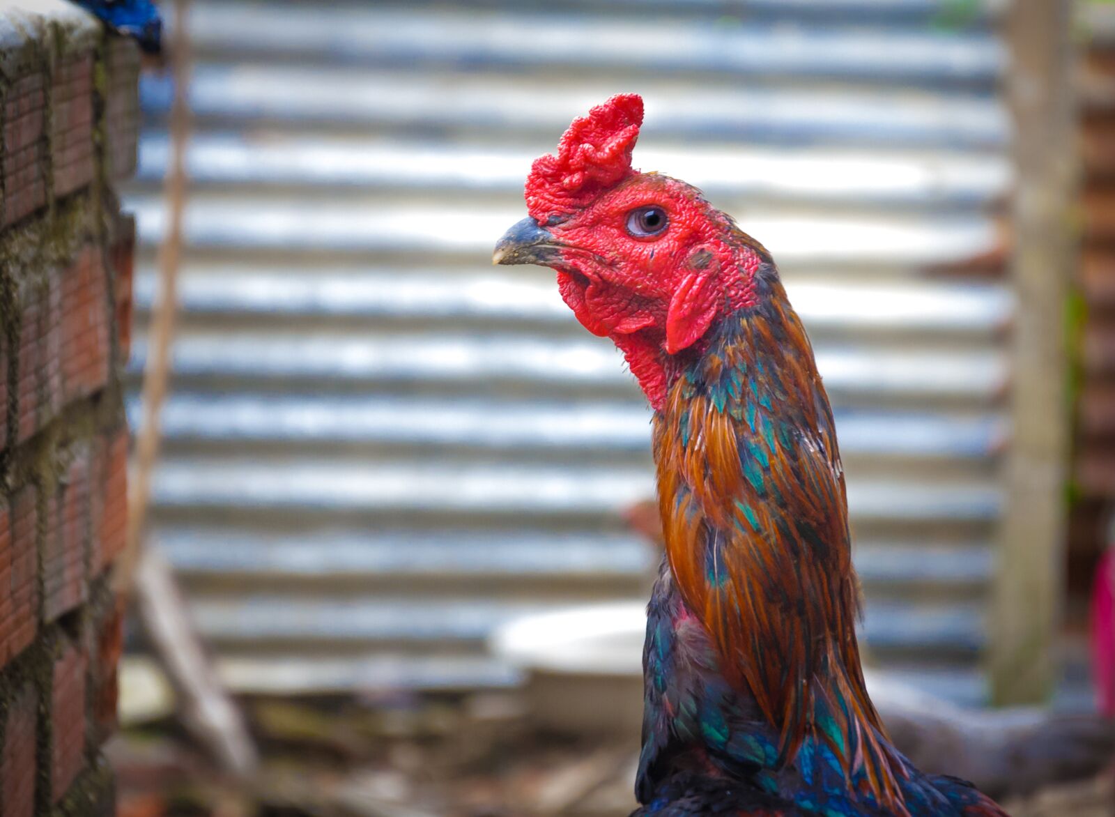 Nikon D90 sample photo. Chicken, cock, animal photography