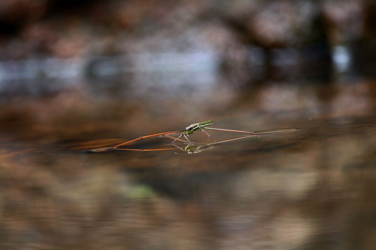 Canon EOS 700D (EOS Rebel T5i / EOS Kiss X7i) sample photo. Aquatic, bug, close, common photography