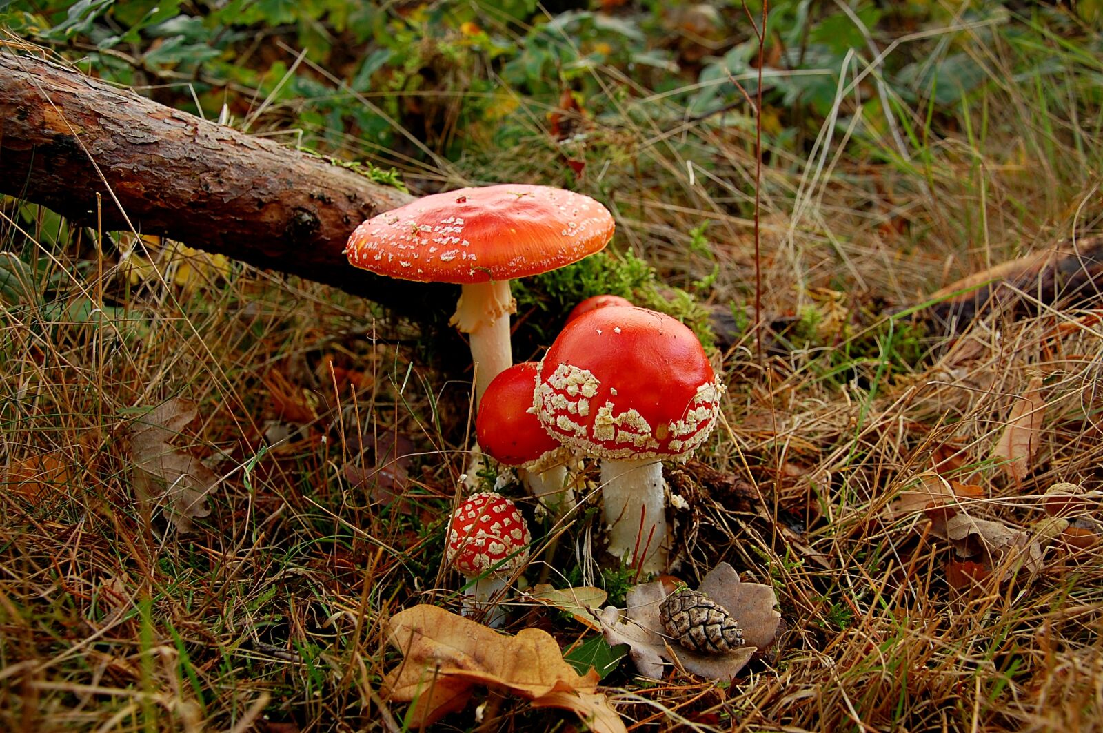 Nikon D40 sample photo. Fly agaric, mushrooms, nature photography