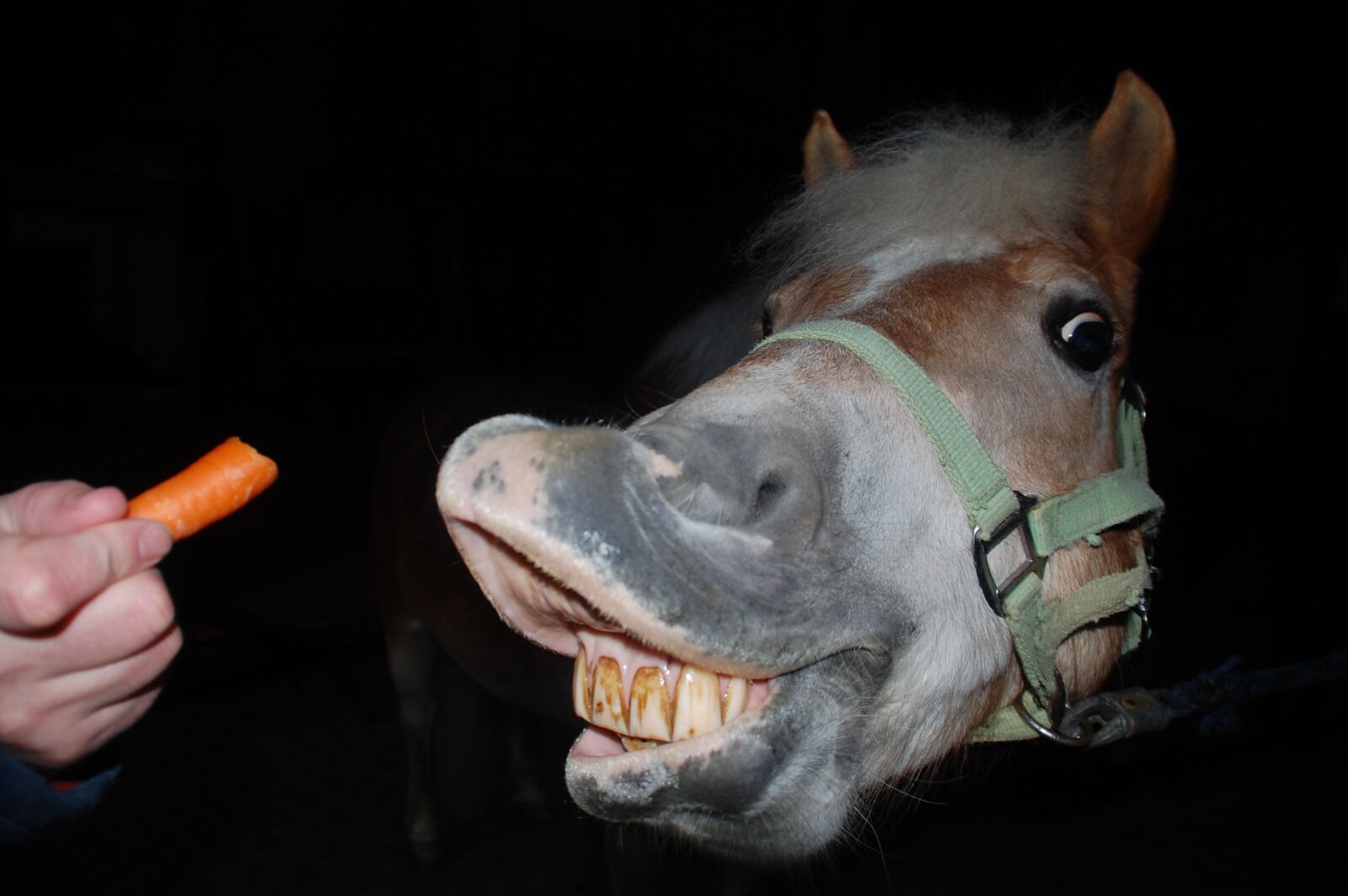 Nikon D40 sample photo. Horse, carrot, reward photography