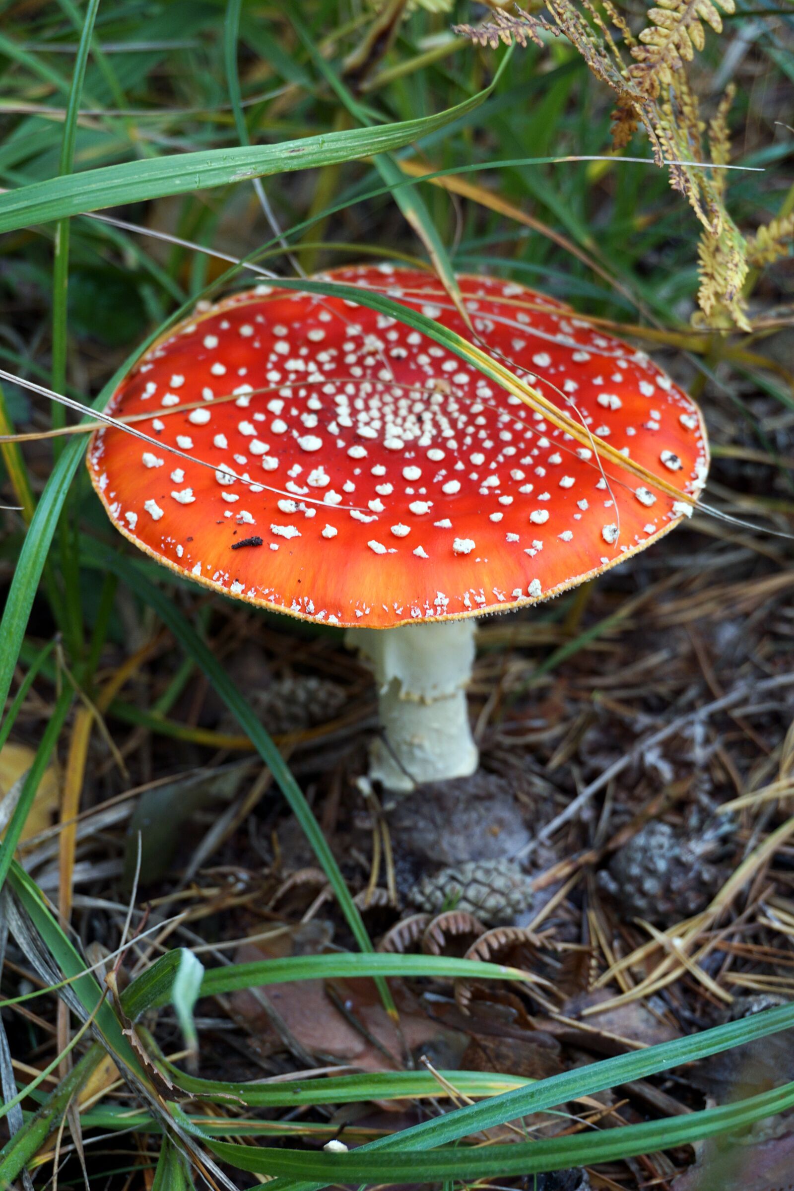 Sony a6000 sample photo. Mushroom, fly agaric, toxic photography