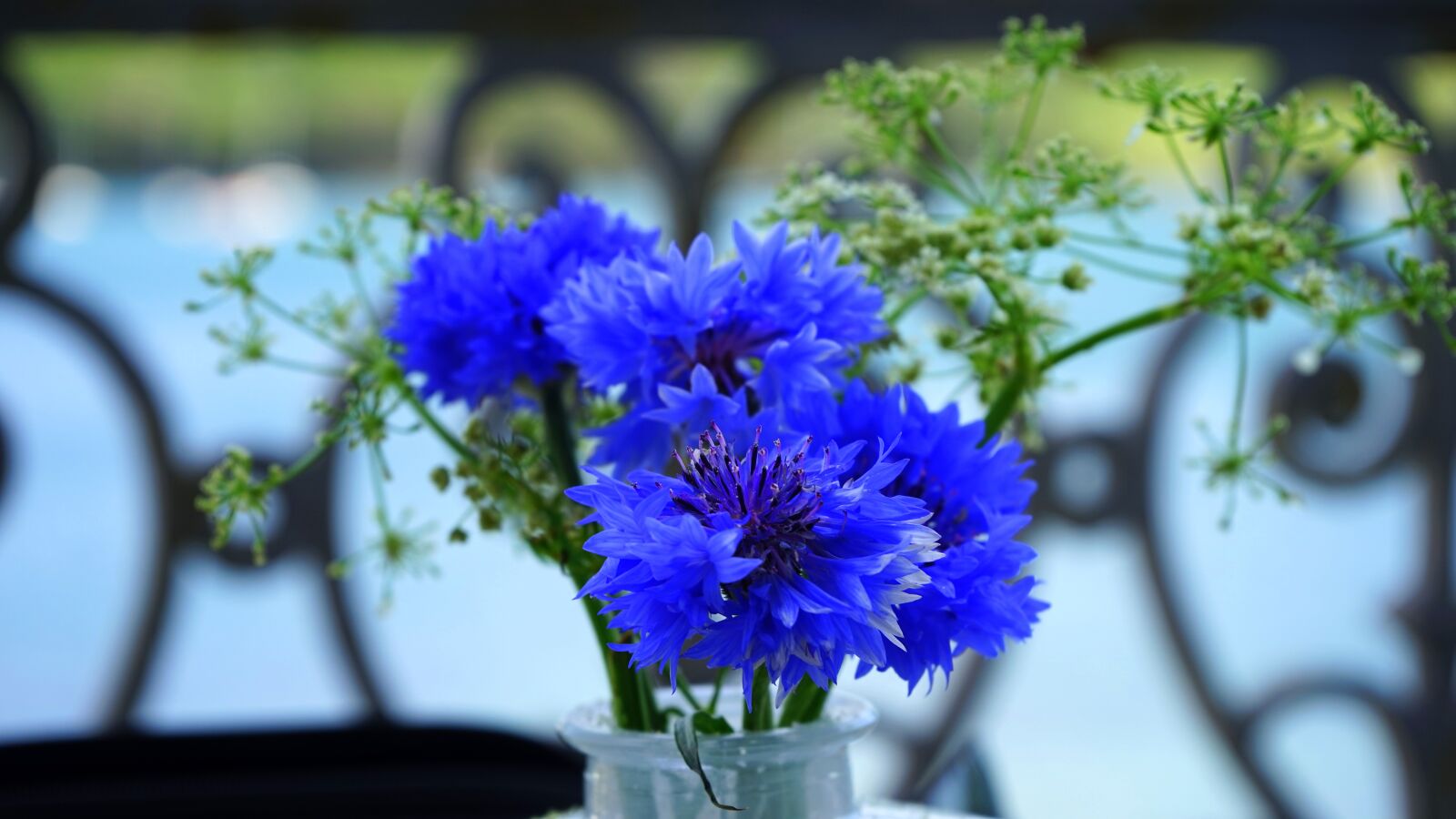 Sony MODEL-NAME + Sony FE 28-70mm F3.5-5.6 OSS sample photo. Flower, blue, blossom photography