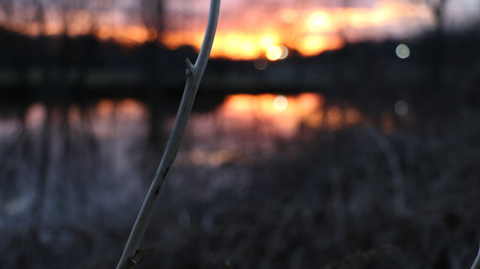 Canon EOS 70D sample photo. Sunset, twig, nature photography