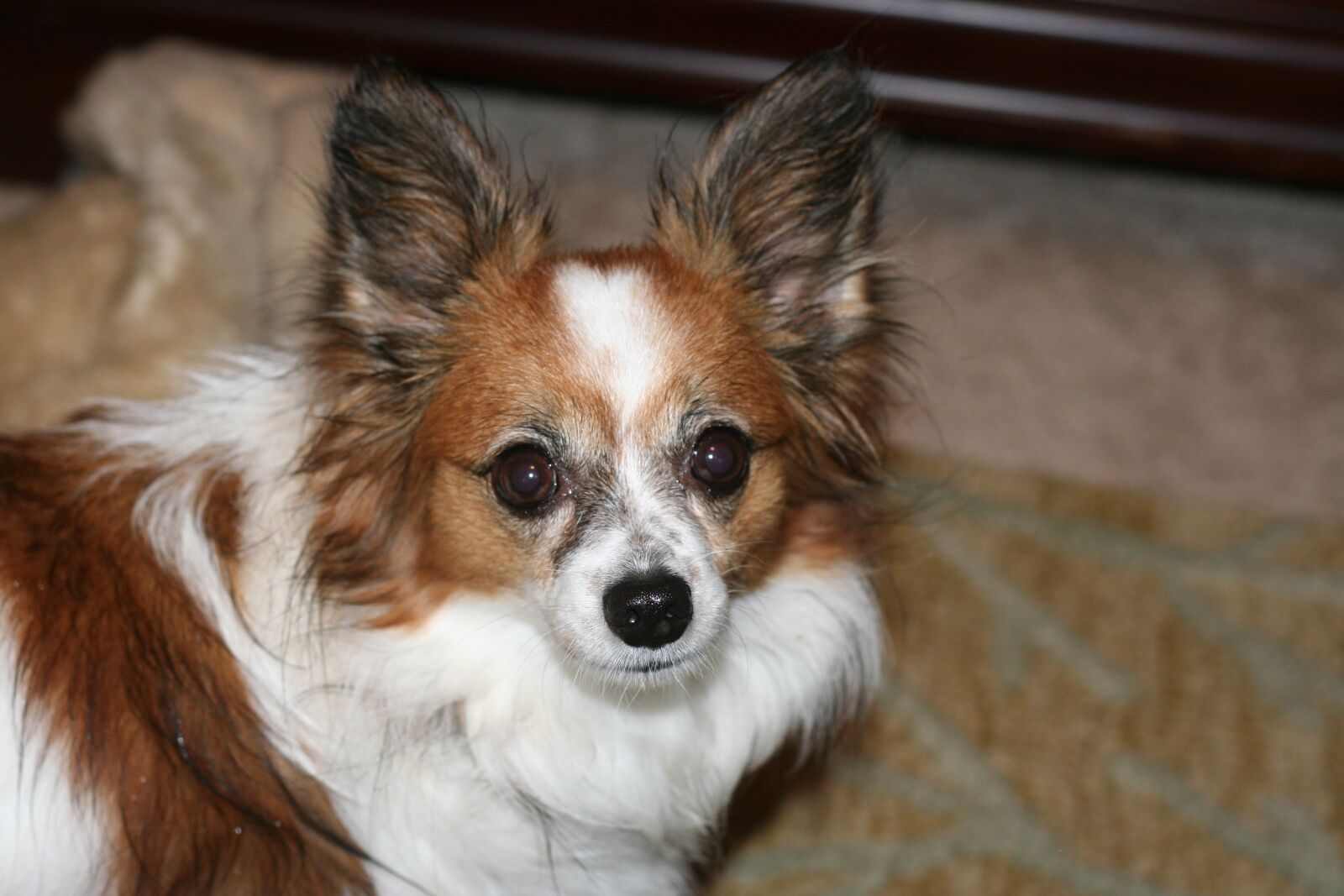 Canon EOS 350D (EOS Digital Rebel XT / EOS Kiss Digital N) sample photo. Papillon, pet, dog photography