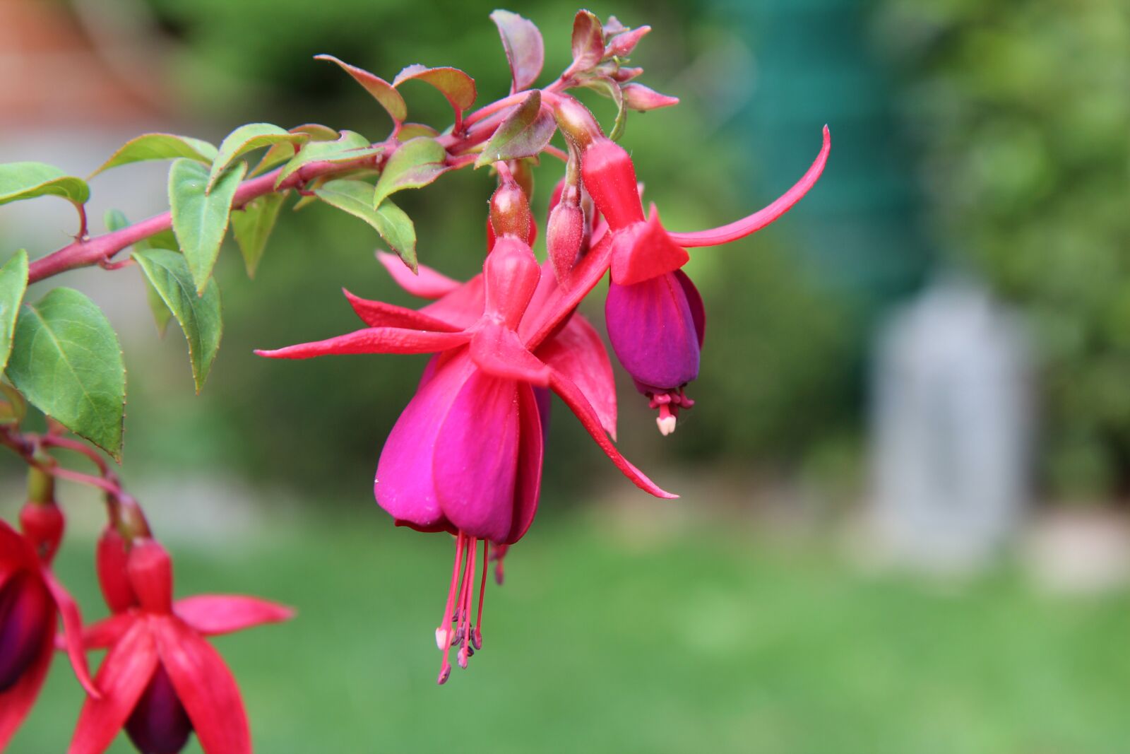 Canon EOS 600D (Rebel EOS T3i / EOS Kiss X5) sample photo. Fushia red, fushia, flowering photography