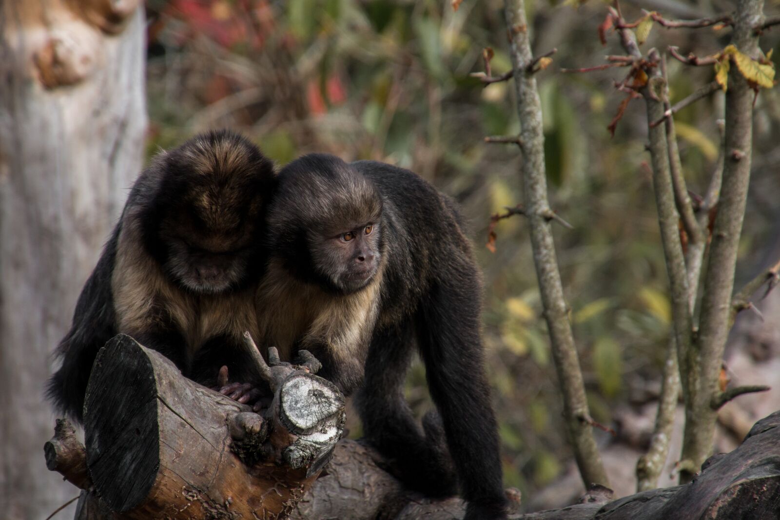 Canon EOS 70D sample photo. Yellow bellied capuchin, ape photography