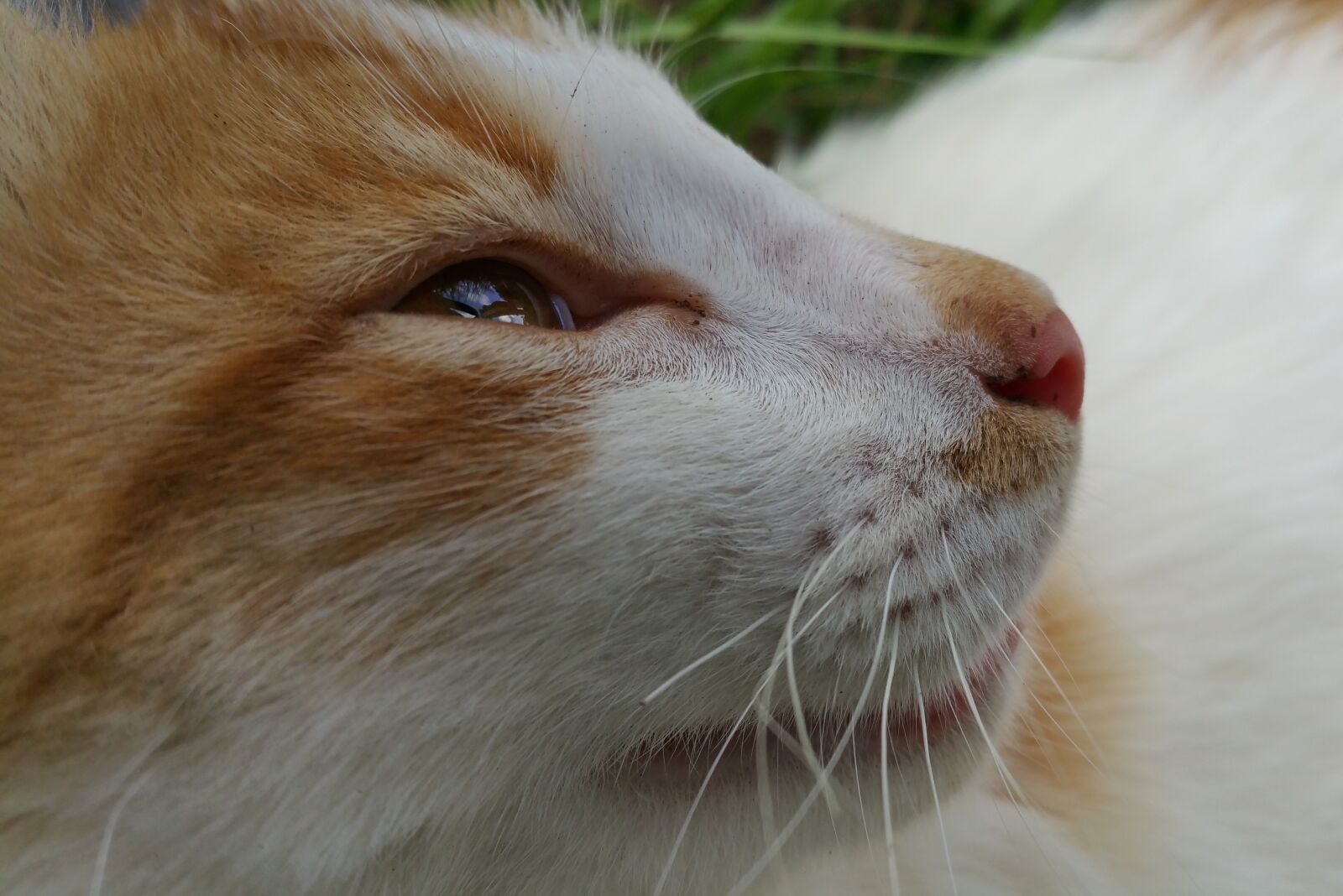 Samsung Galaxy Note4 sample photo. Cat, whiskers, eye photography