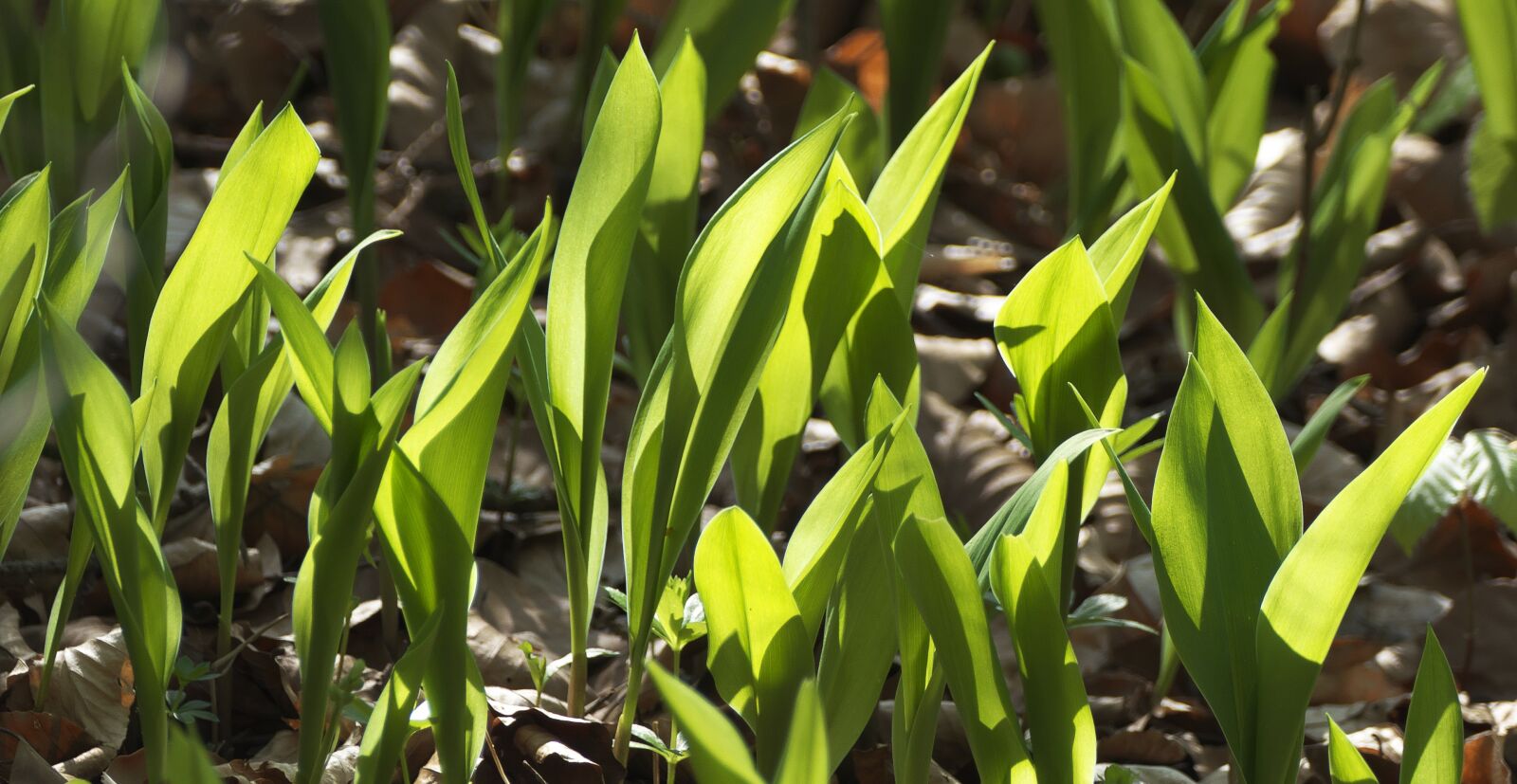 Panasonic Lumix DMC-FZ1000 sample photo. Lily of the valley photography