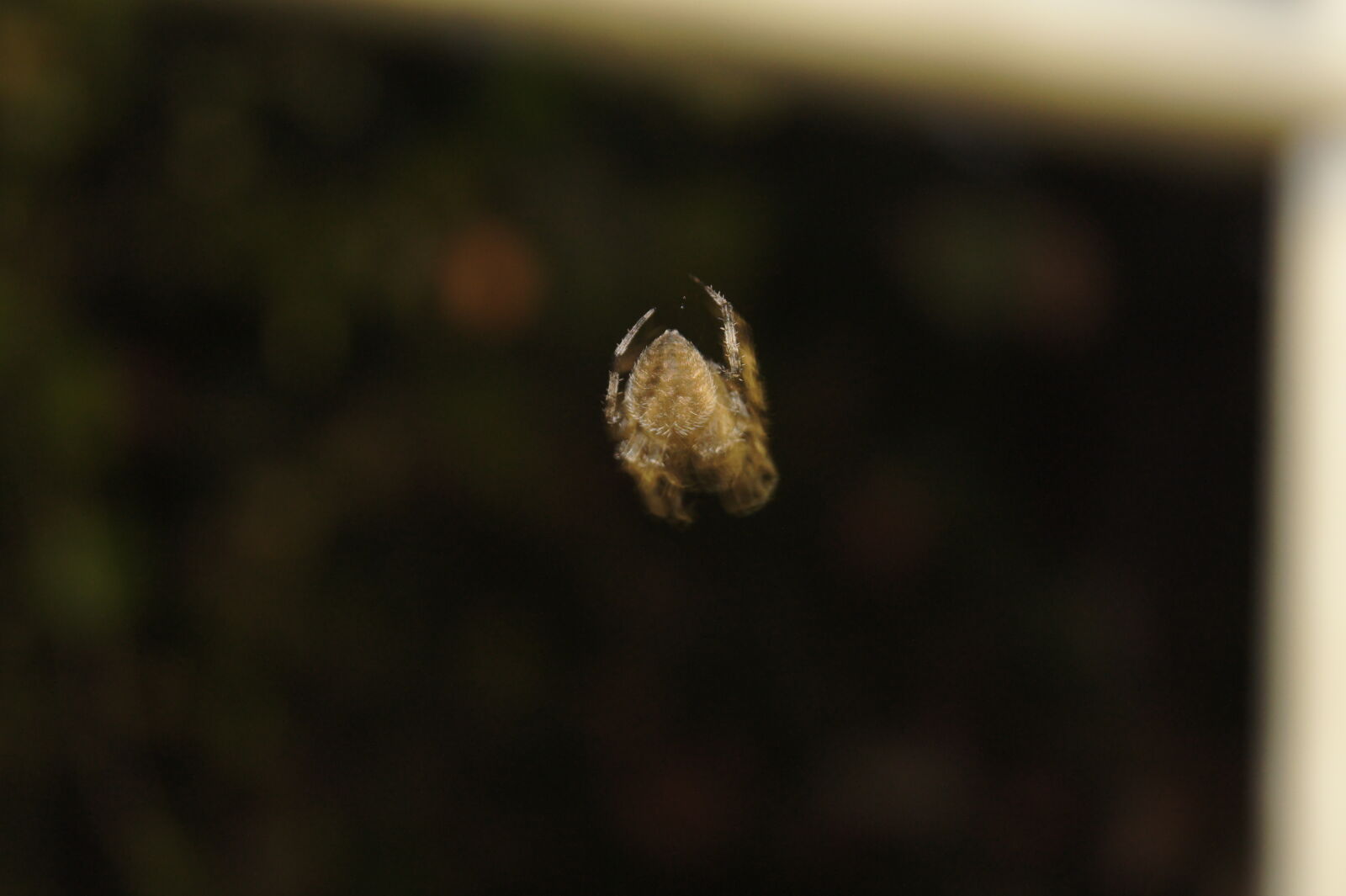 Sony SLT-A33 sample photo