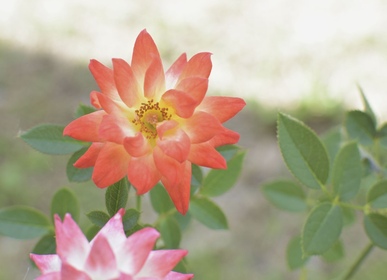 Nikon D5300 sample photo. Flower, garden, nature photography