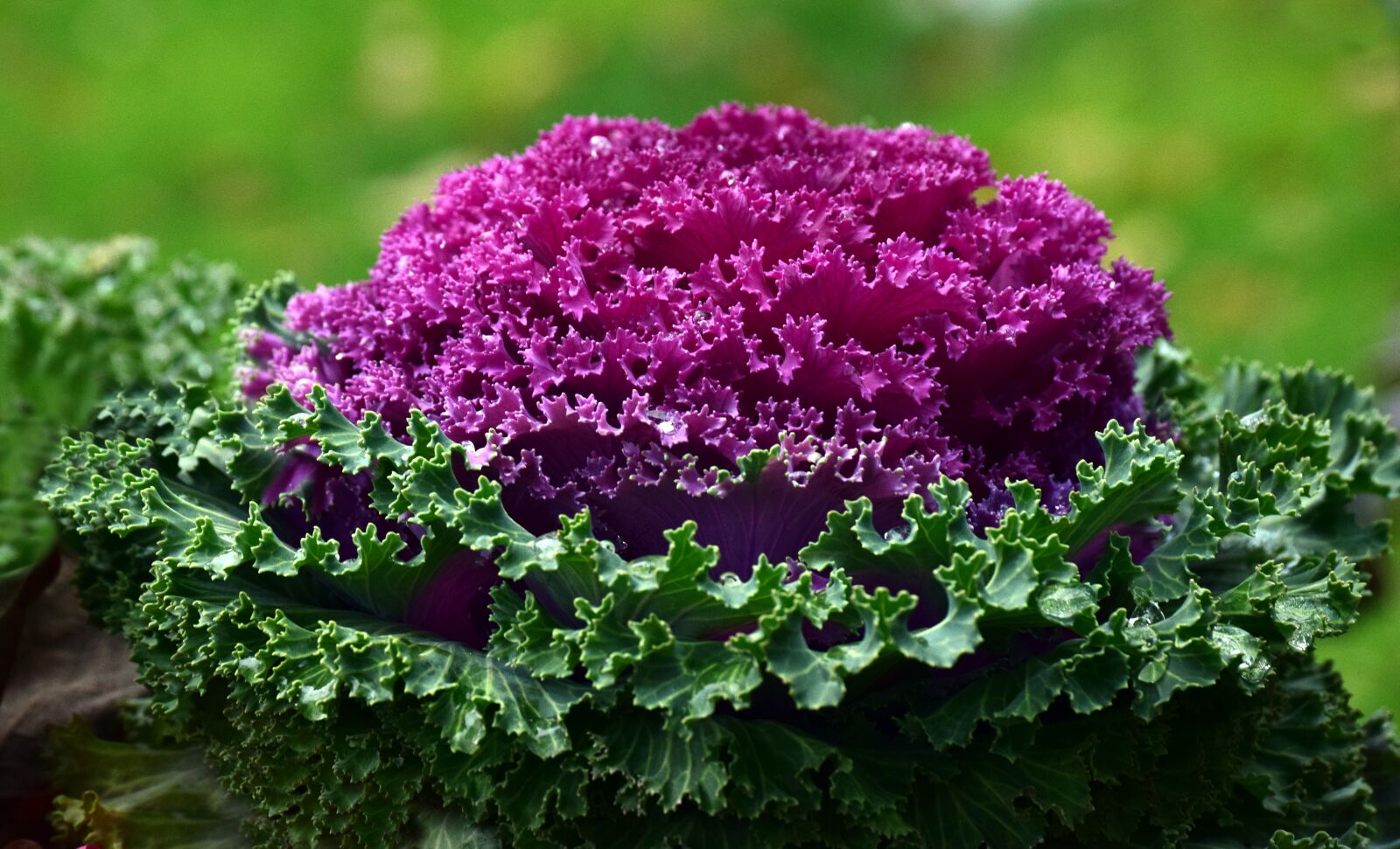 Nikon D3300 sample photo. Kohl, plant, ornamental cabbage photography