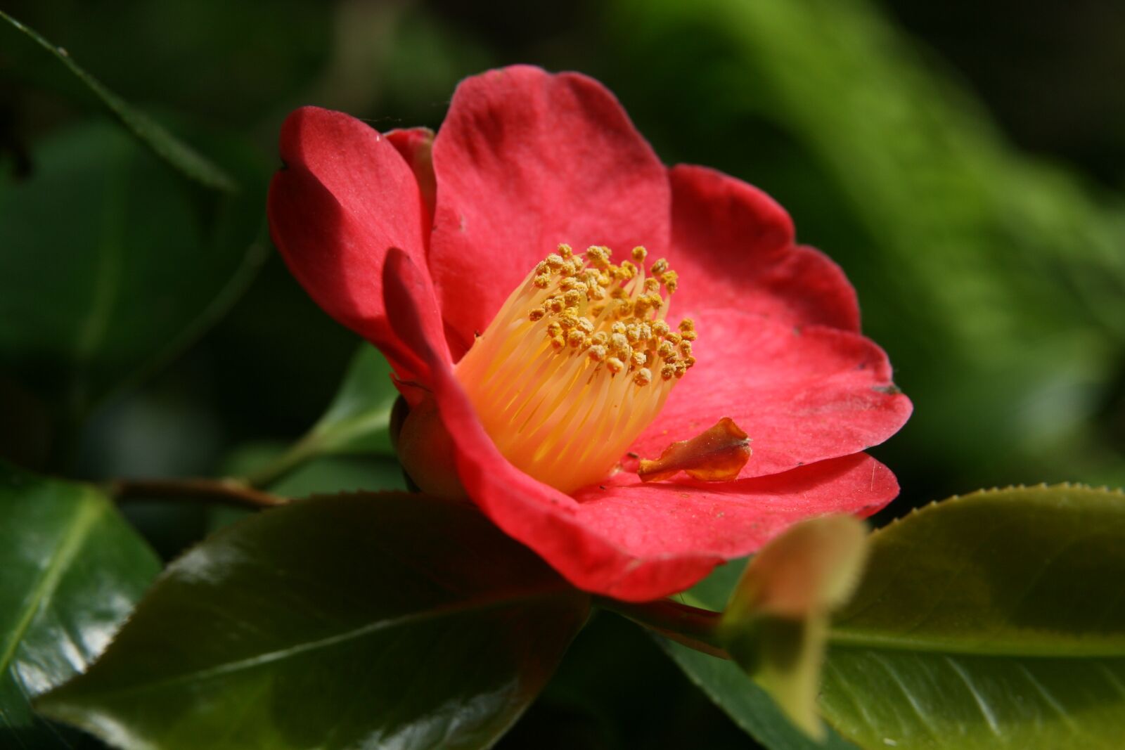 Canon EOS 400D (EOS Digital Rebel XTi / EOS Kiss Digital X) sample photo. Camellia, blossom, bloom photography