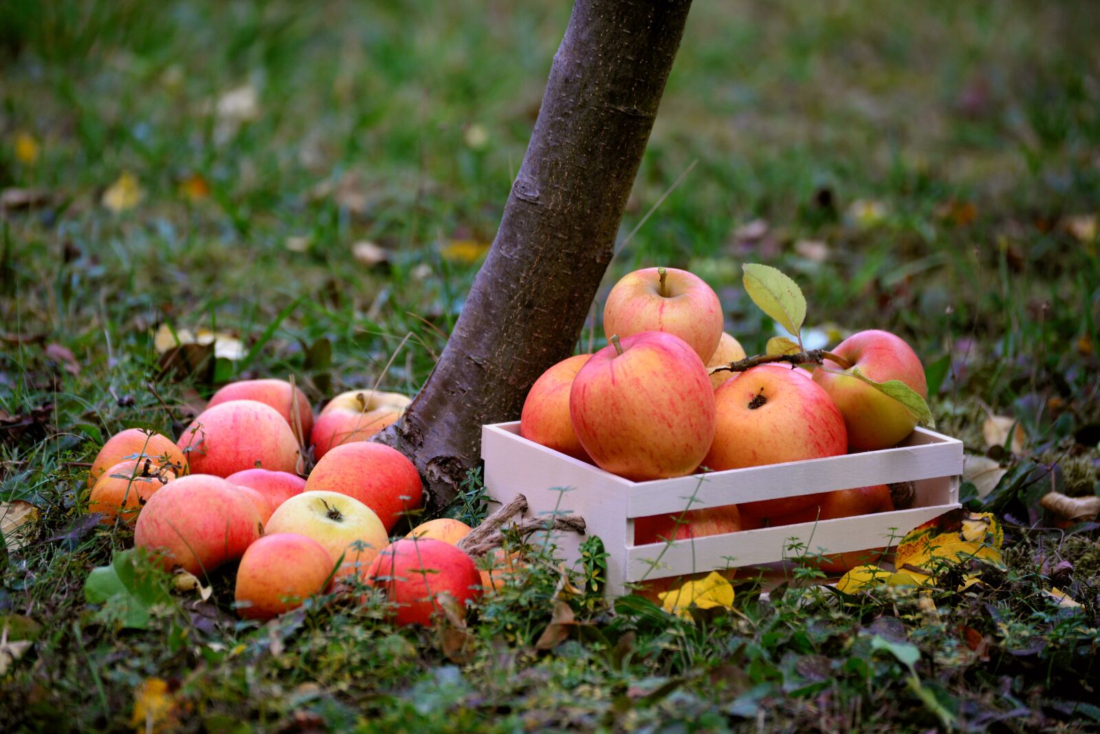 Nikon D610 sample photo. Apple, fruit, orchard photography