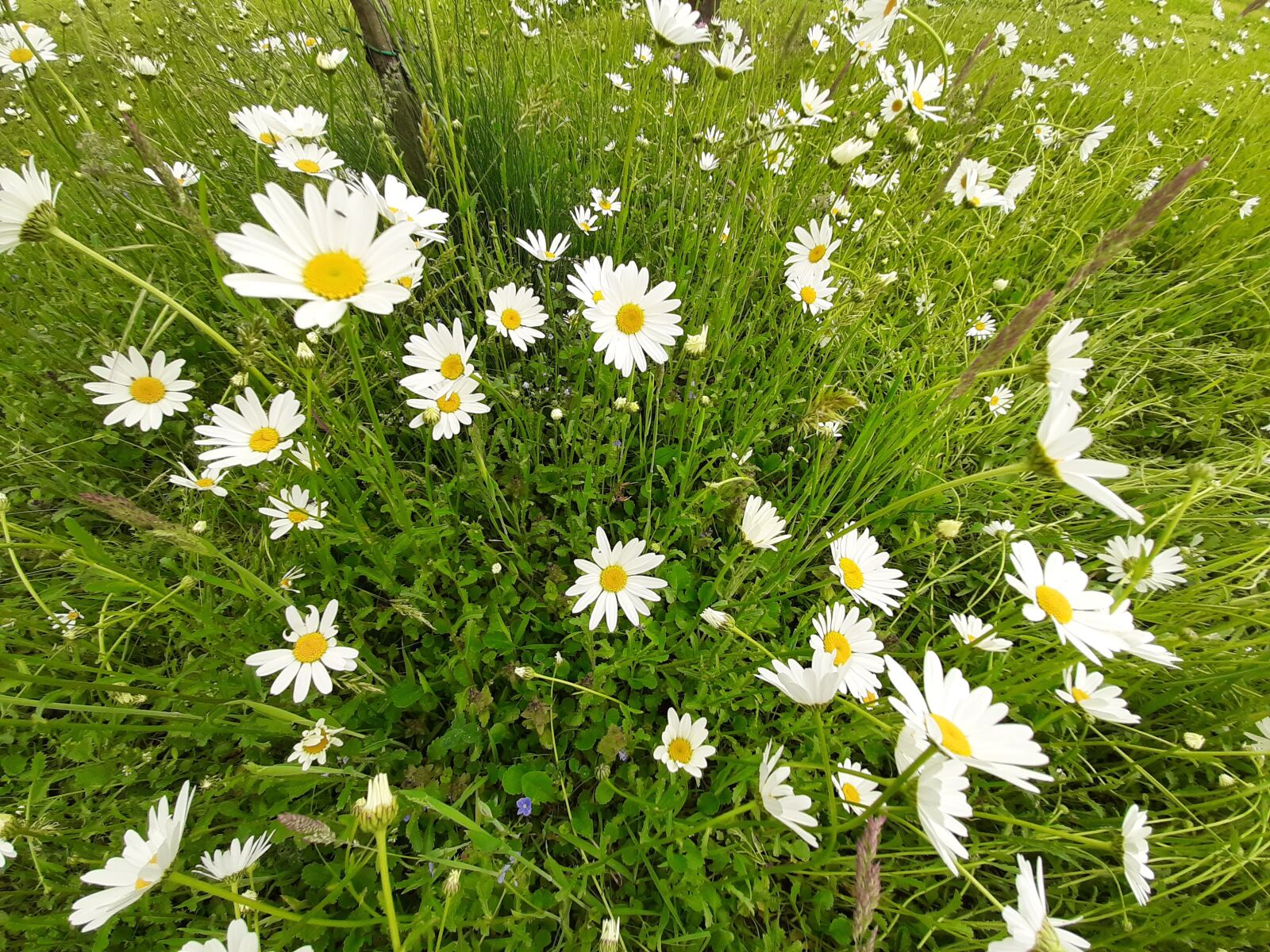 Samsung Galaxy A50 sample photo. Daisy, white, flowers photography