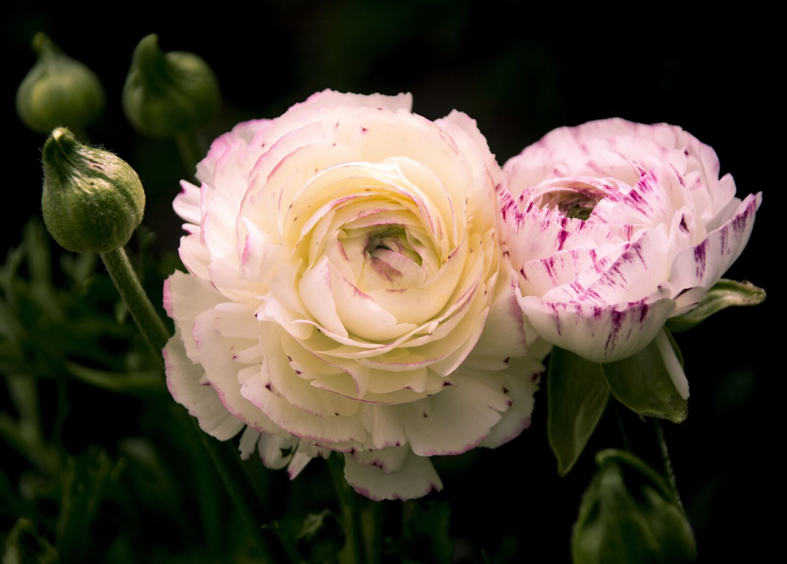 Nikon D3300 sample photo. Rose, white, peace photography