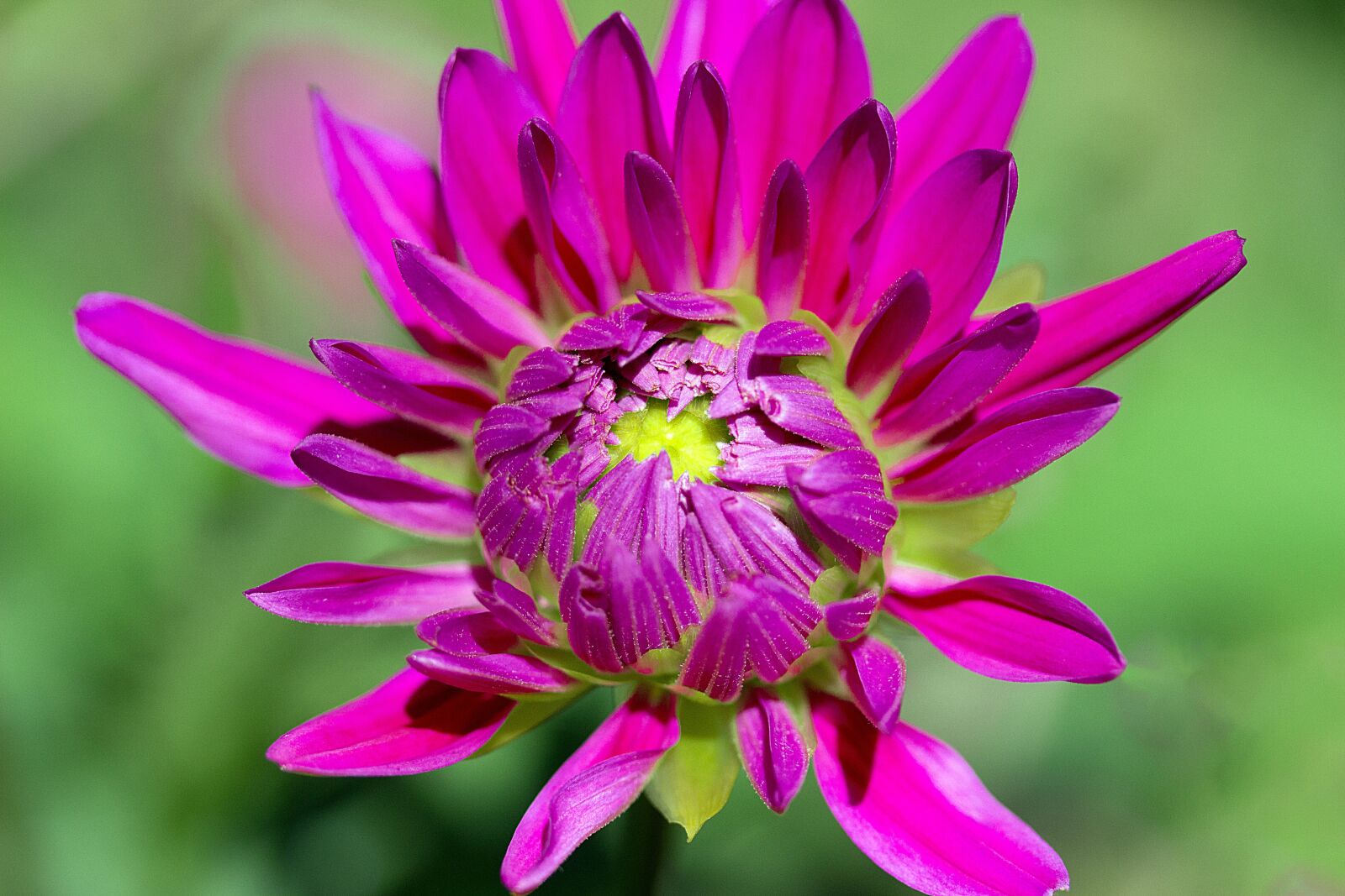 Canon EOS 650D (EOS Rebel T4i / EOS Kiss X6i) sample photo. Dahlia, flower, composites photography