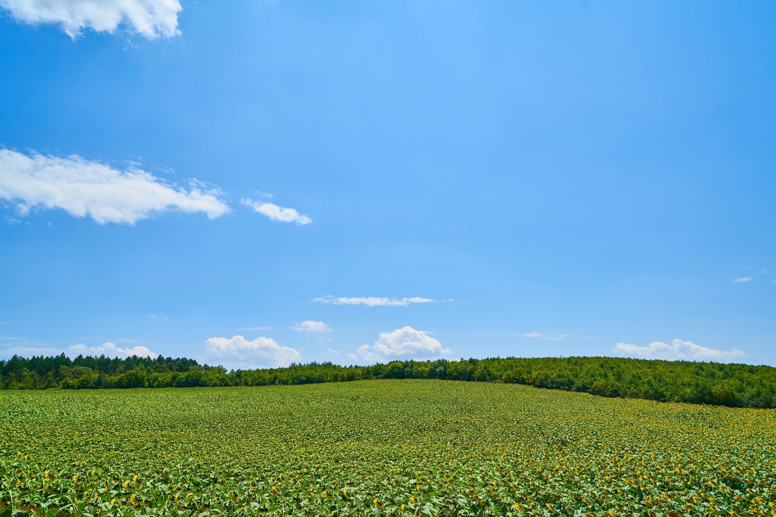 Sony a7R II sample photo. Landscape, field, agriculture photography