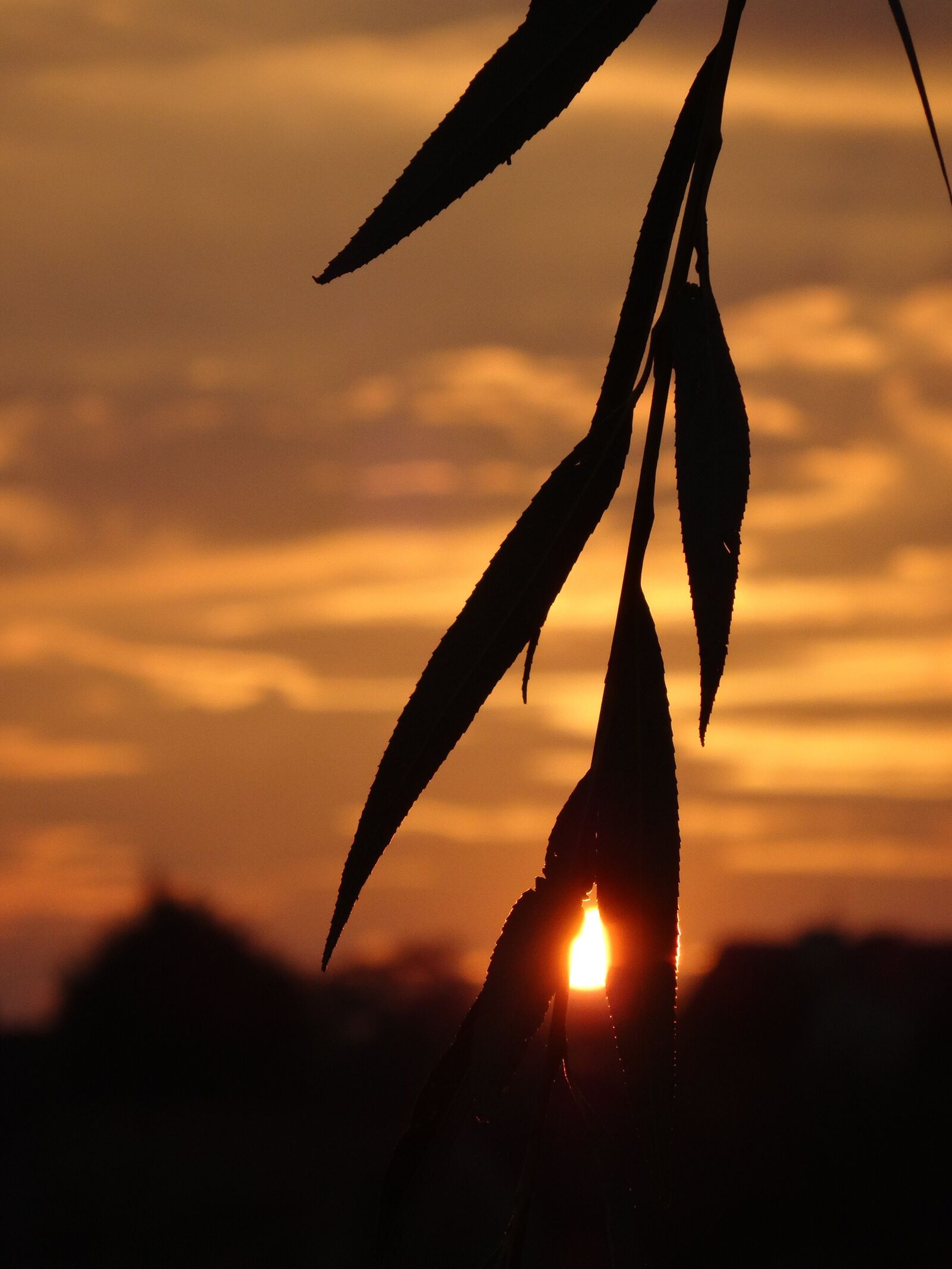 Sony Cyber-shot DSC-WX300 sample photo. Nature, sunset, landscape photography
