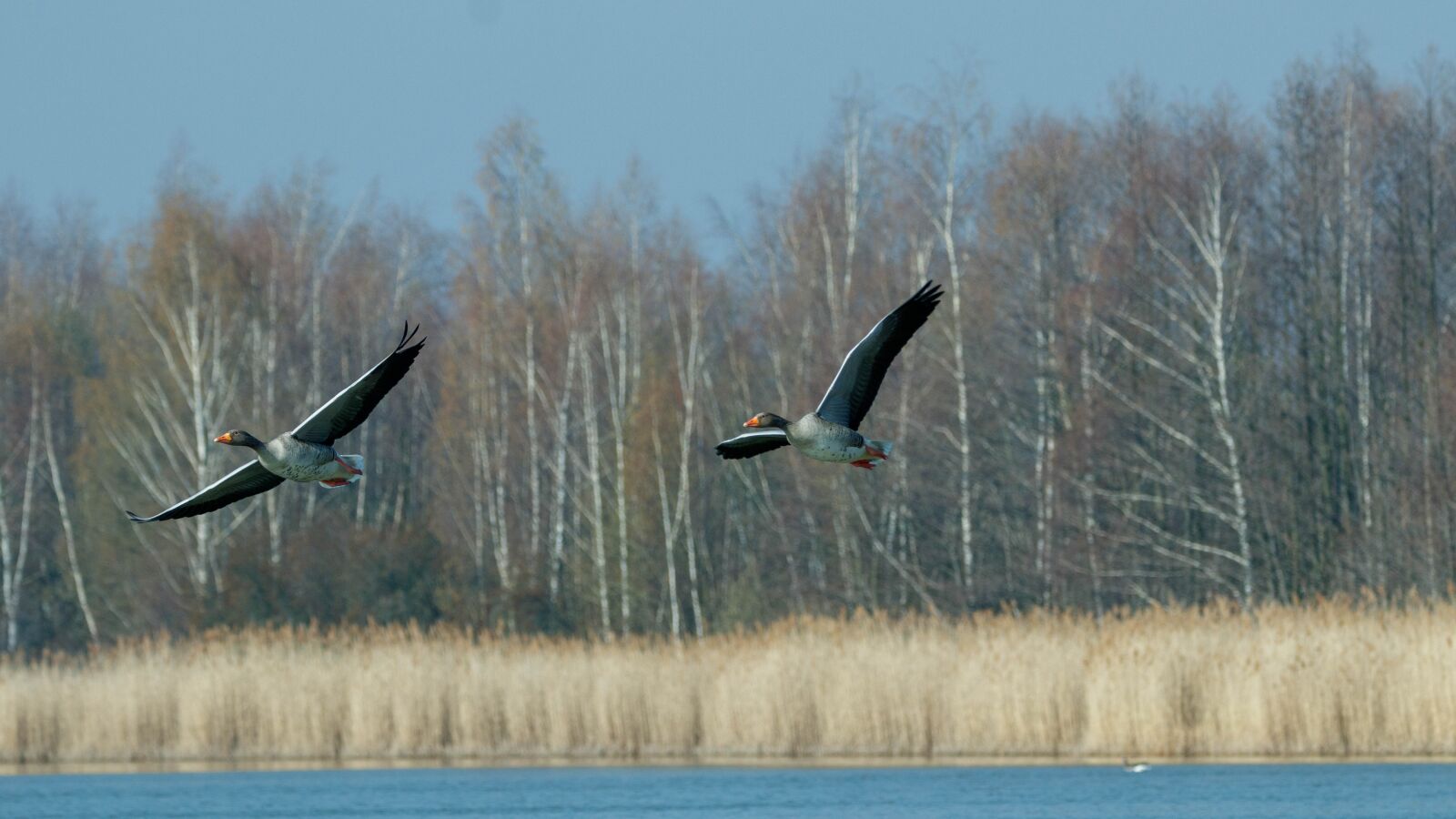150-600mm F5-6.3 DG OS HSM | Contemporary 015 sample photo. Flight, geese, wing photography