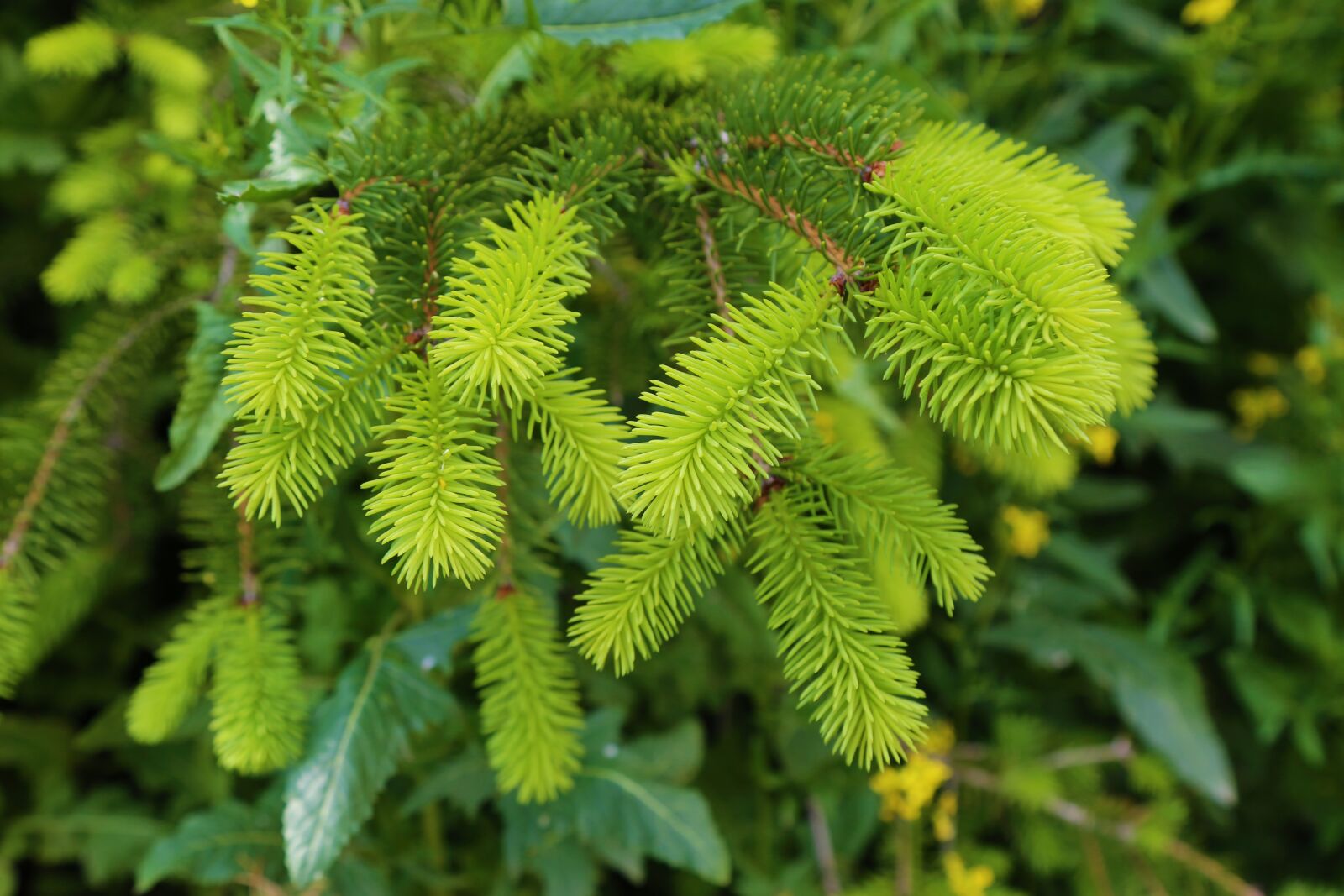 Canon EF 24-105mm F4L IS USM sample photo. Pine, plant, nature photography