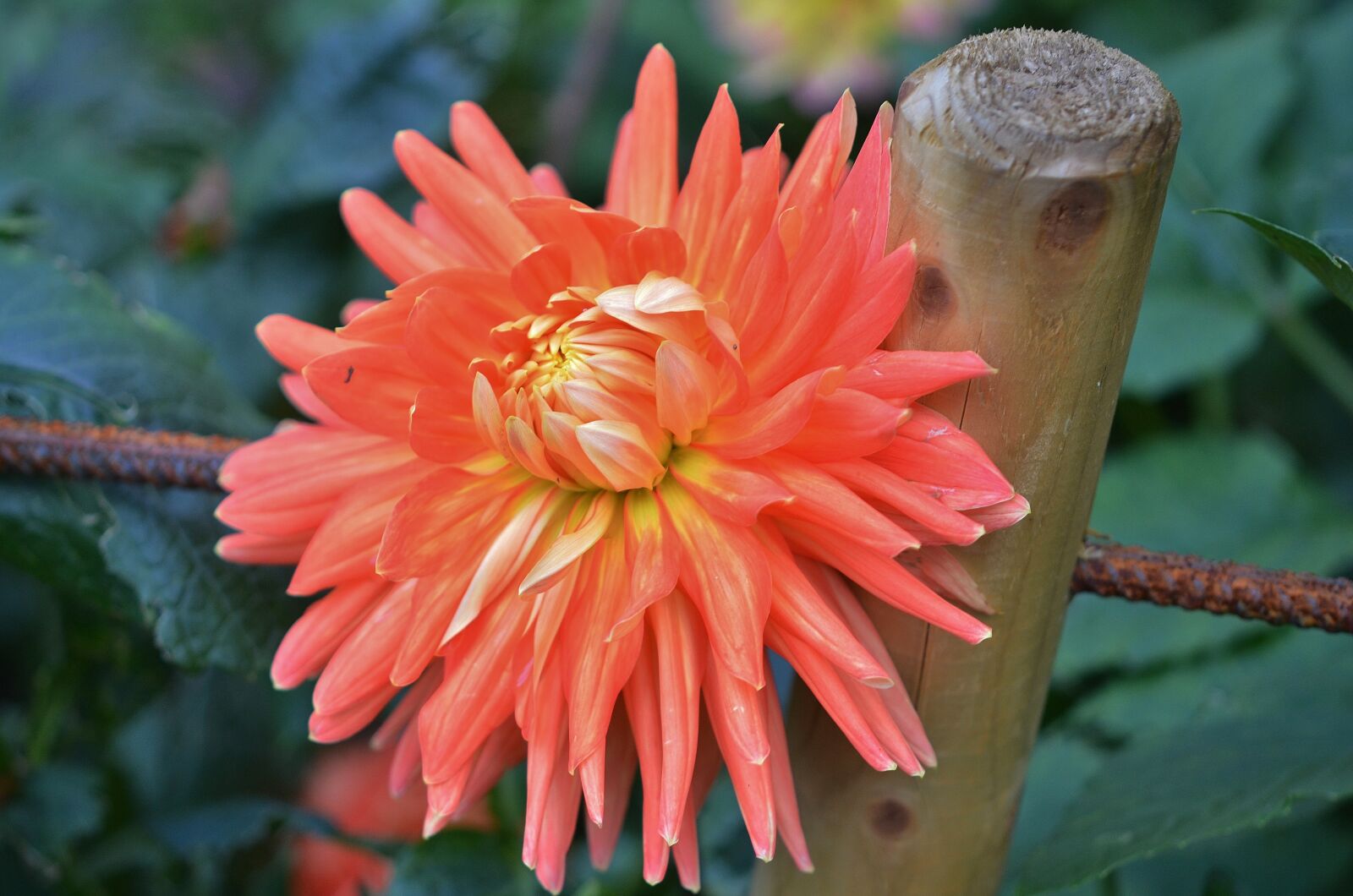 Nikon D7000 sample photo. Flower, natur, spring photography