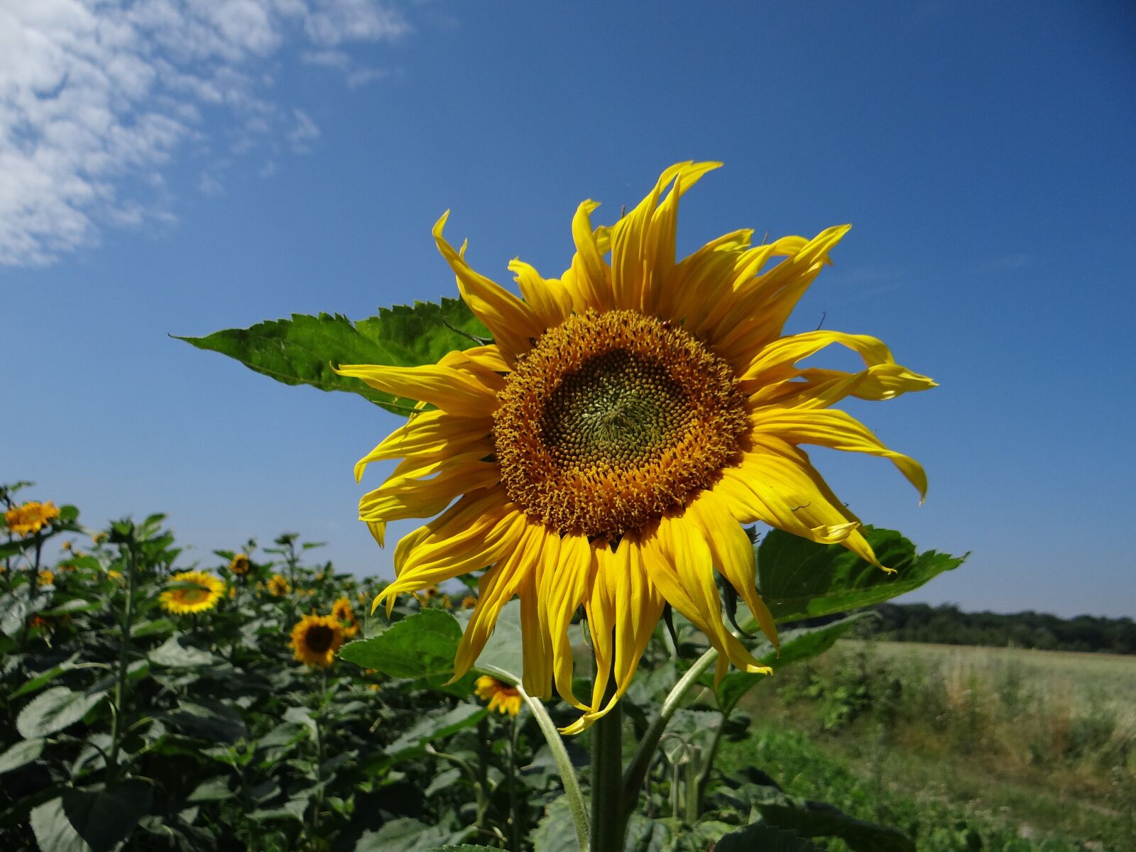 Sony DSC-HX200V sample photo. Sunflower, plant, field photography