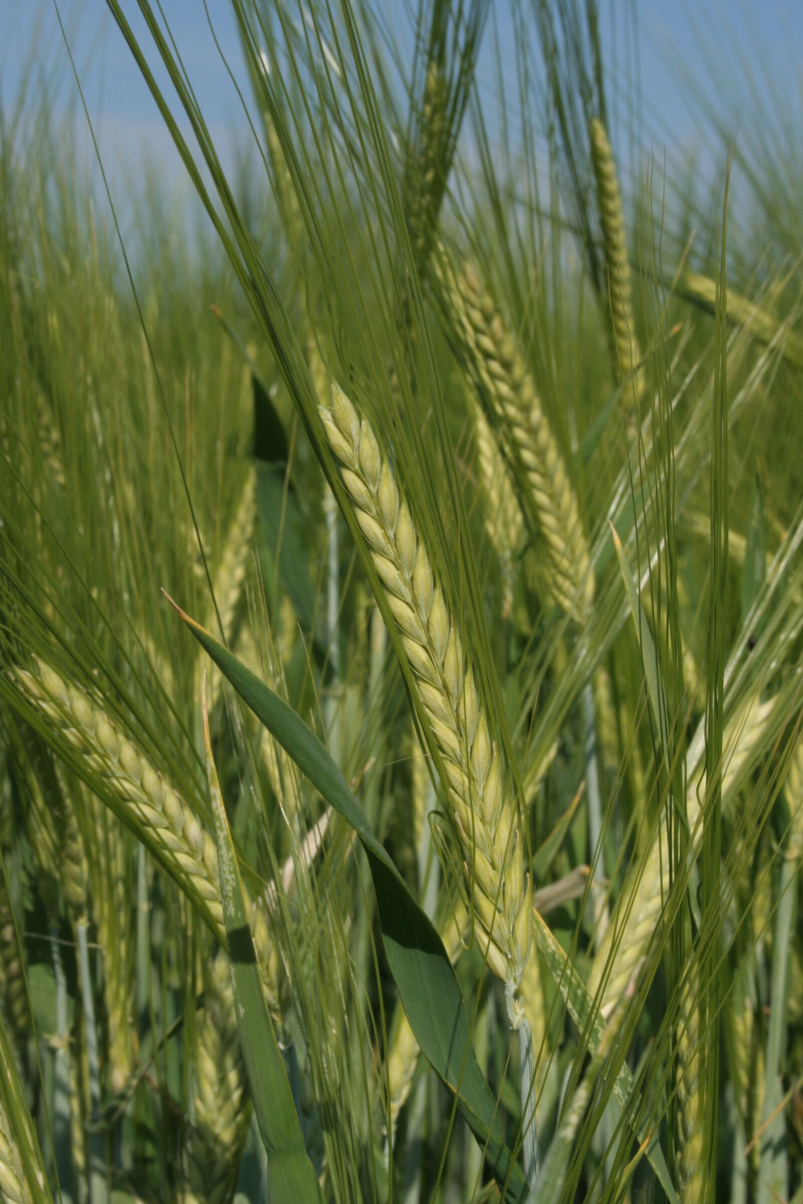 Canon EOS 350D (EOS Digital Rebel XT / EOS Kiss Digital N) sample photo. Barley, cereals, field photography
