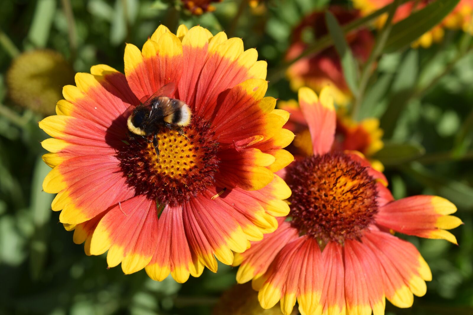 Nikon D3300 sample photo. Bee, flowers, insect photography
