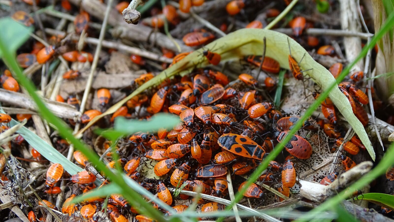 Sony DSC-HX400 sample photo. Beetle, firefighter, insect photography