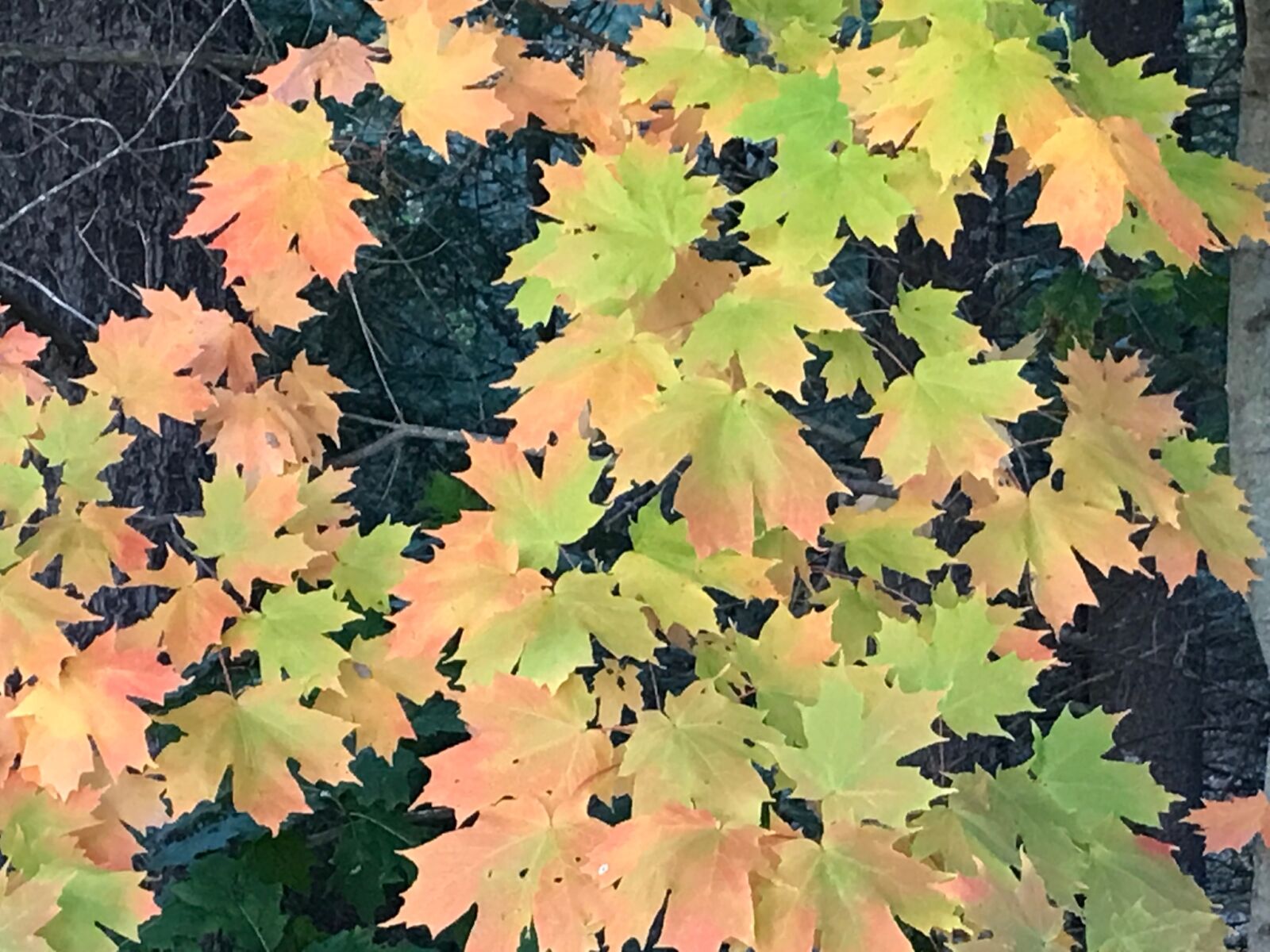 Apple iPhone 7 sample photo. Fall, fall, colors, fall photography