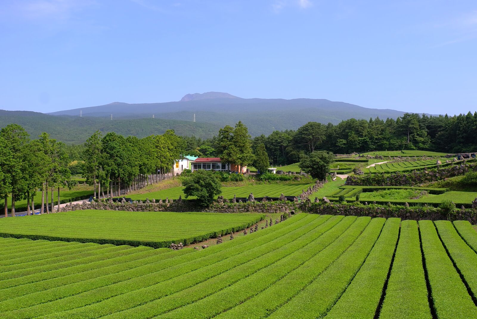 Leica X1 sample photo. Tea, green tea plantation photography