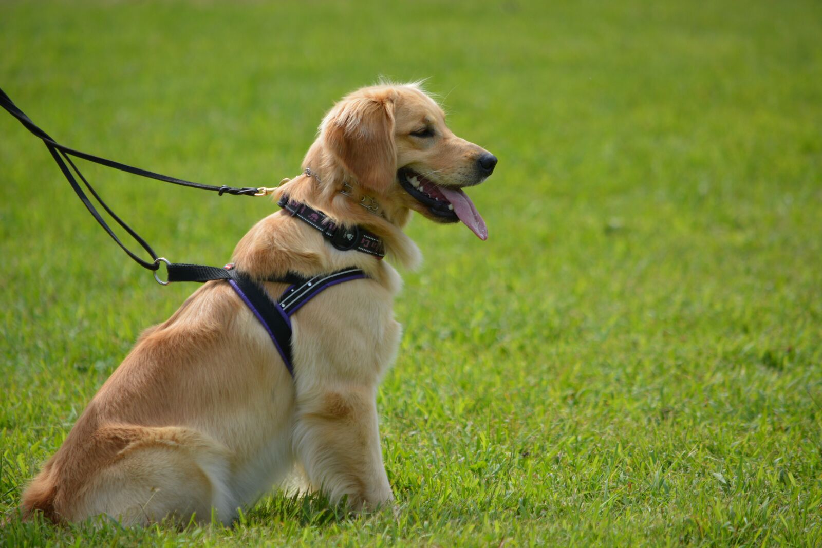 Nikon D5200 sample photo. Golden retriever, pet, dog photography