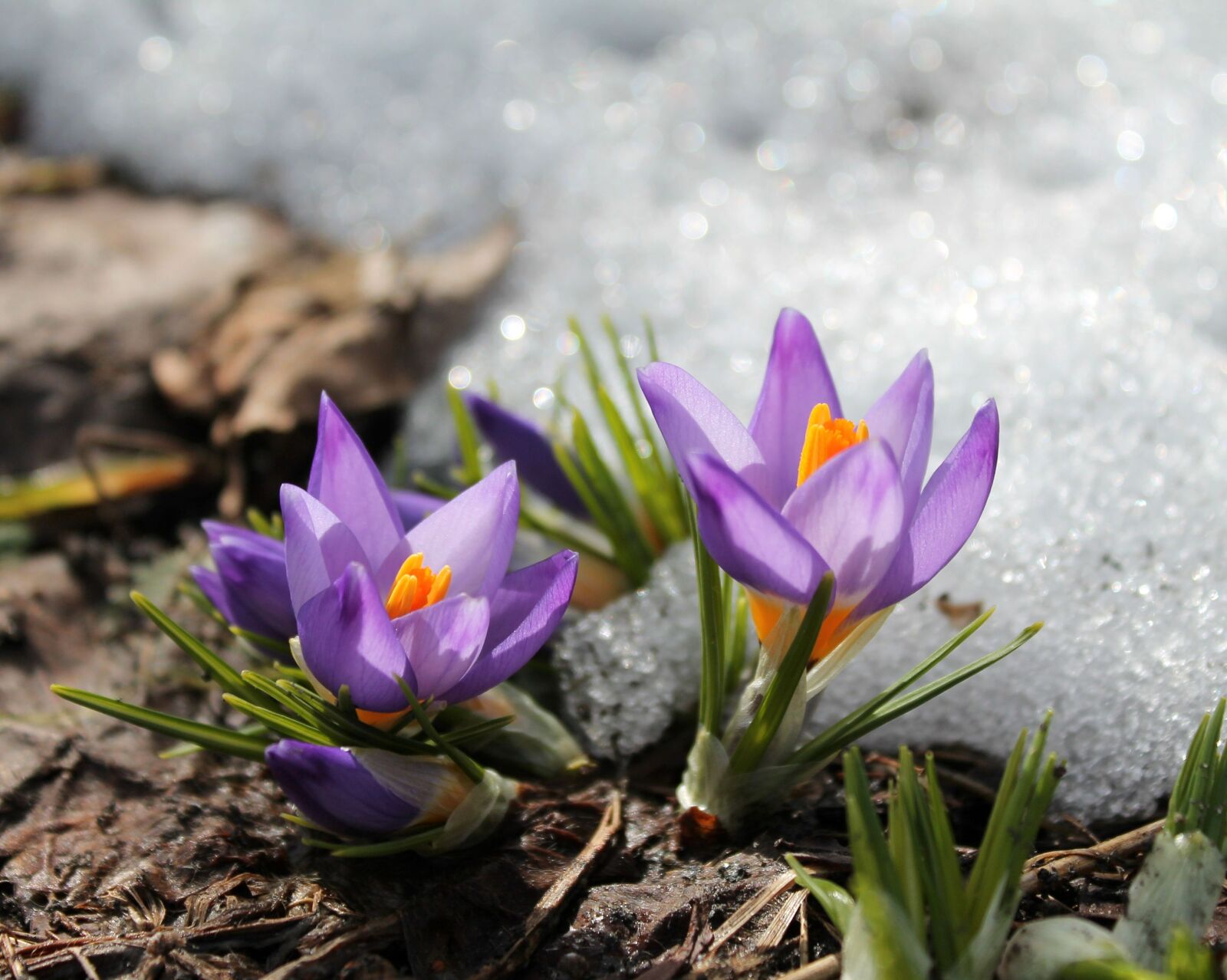 Canon EOS 1100D (EOS Rebel T3 / EOS Kiss X50) sample photo. Flowers, snow, spring photography