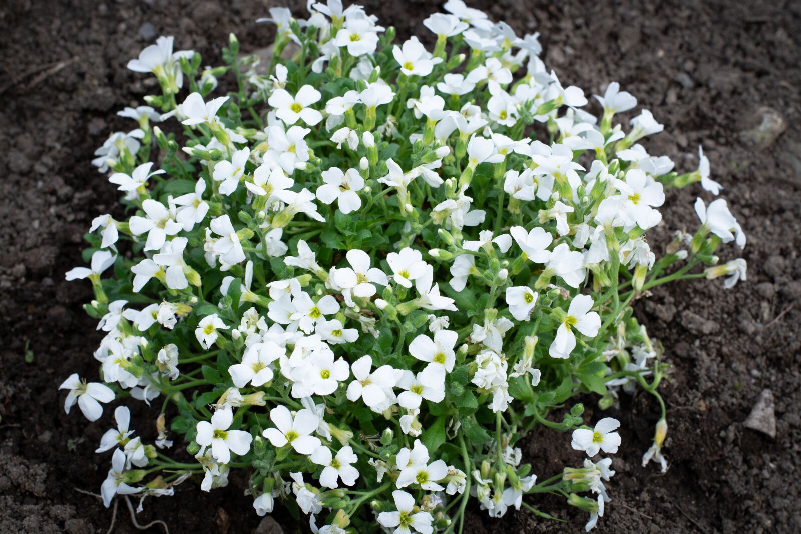 Nikon D7100 sample photo. Cushion flower, garden, flowers photography