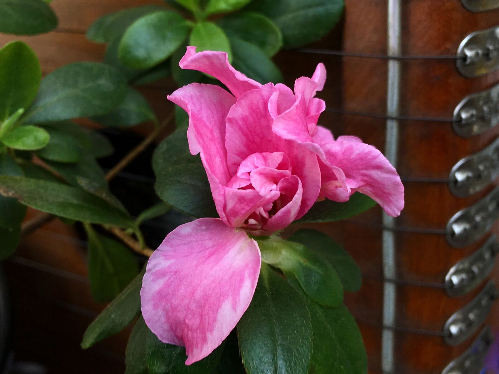 Apple iPhone 6s Plus sample photo. Pink flower, ropes, rope photography