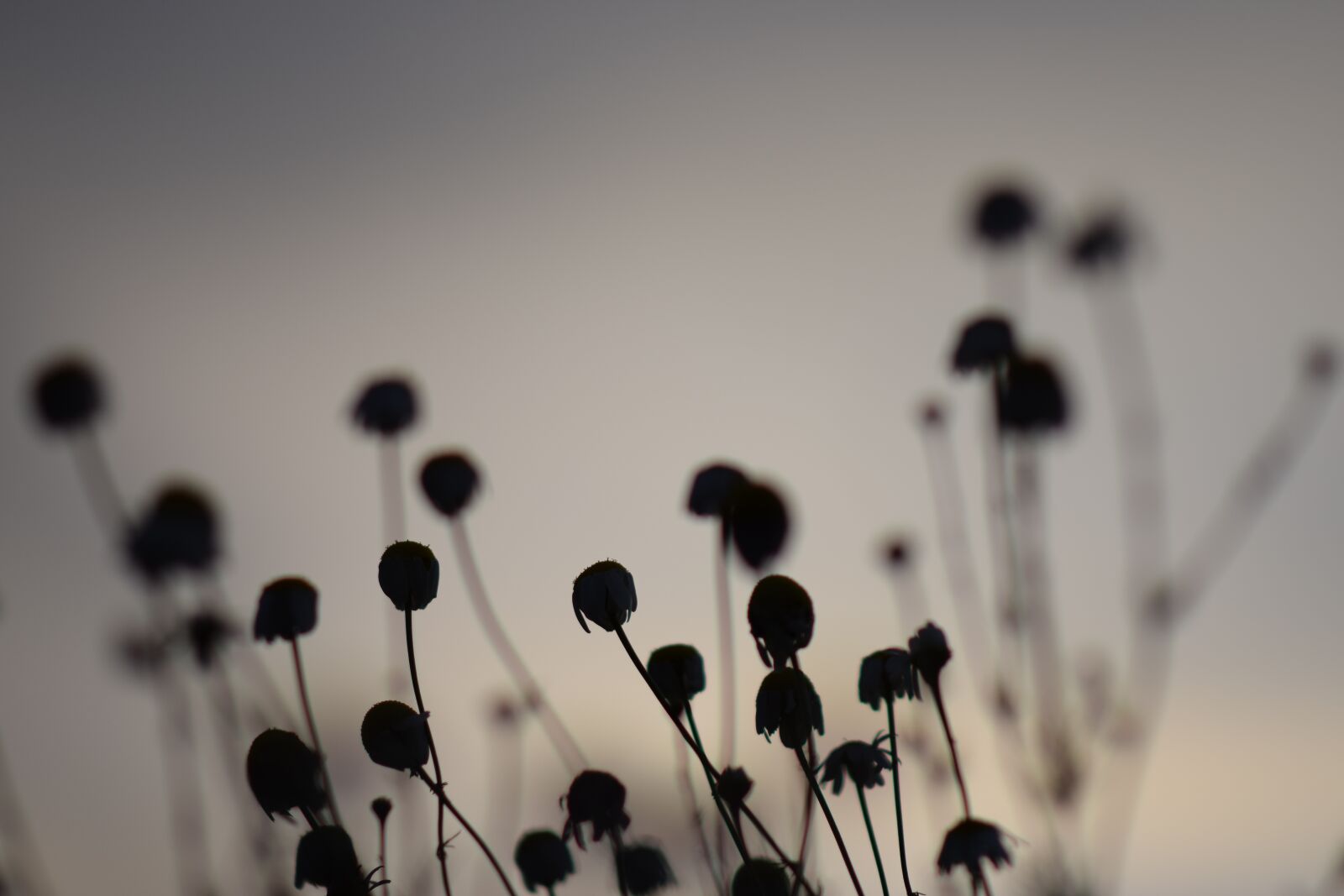 Nikon D3300 sample photo. Sunset, nature, flowers photography