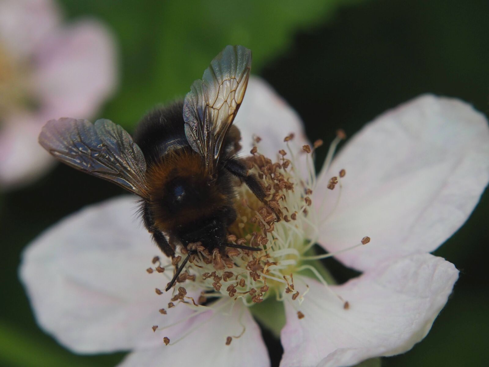 Olympus OM-D E-M10 II sample photo. Bumblebee, blackberry, pollination photography