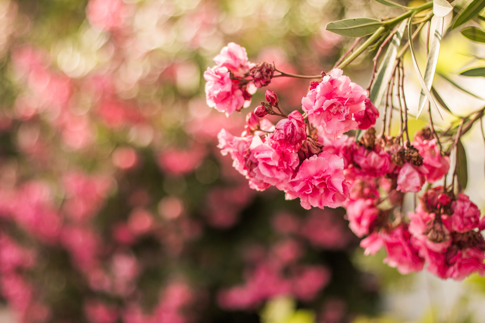 Canon EOS 70D + Canon EF 50mm F1.4 USM sample photo. Bloom, blossom, close, up photography