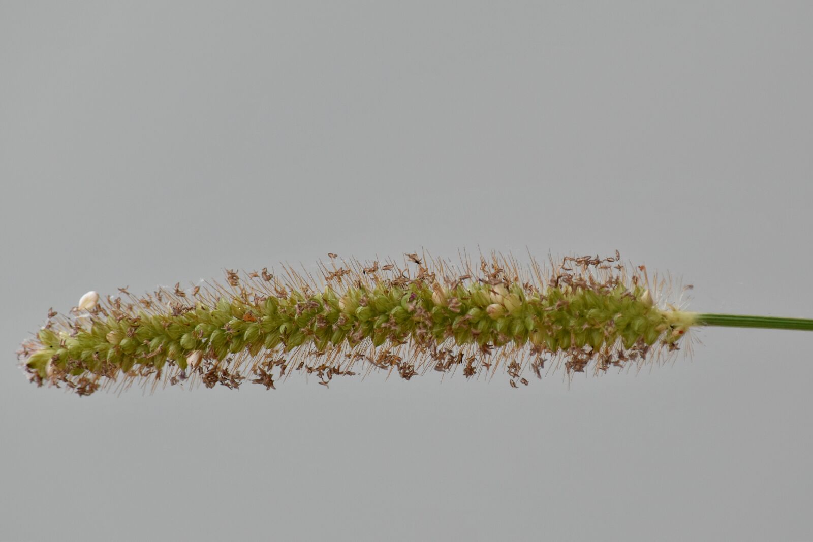 Nikon D5500 sample photo. Close-up, foliage, green grass photography