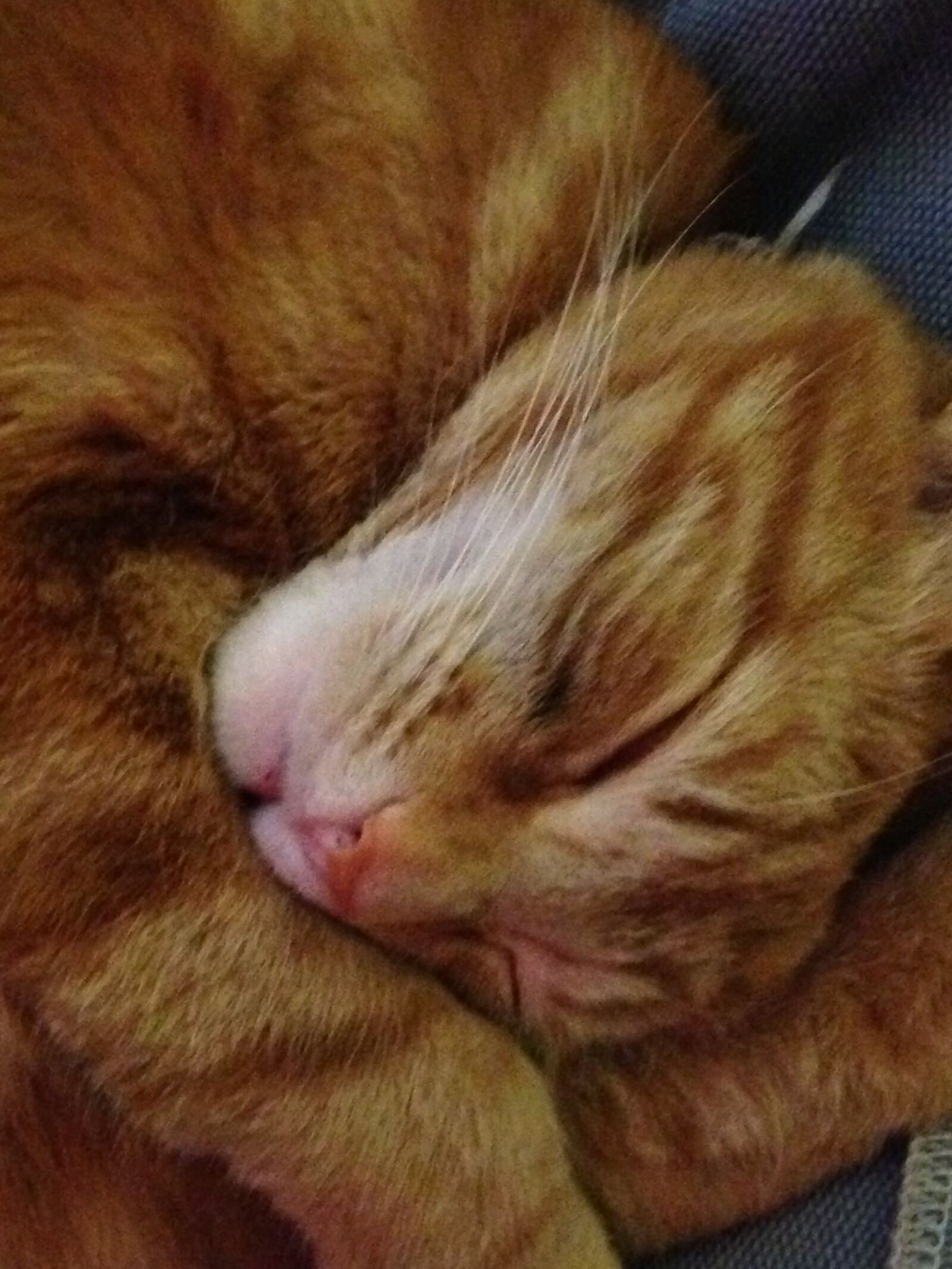 iPhone 5c back camera 4.12mm f/2.4 sample photo. Hummer, kat, sleeping photography